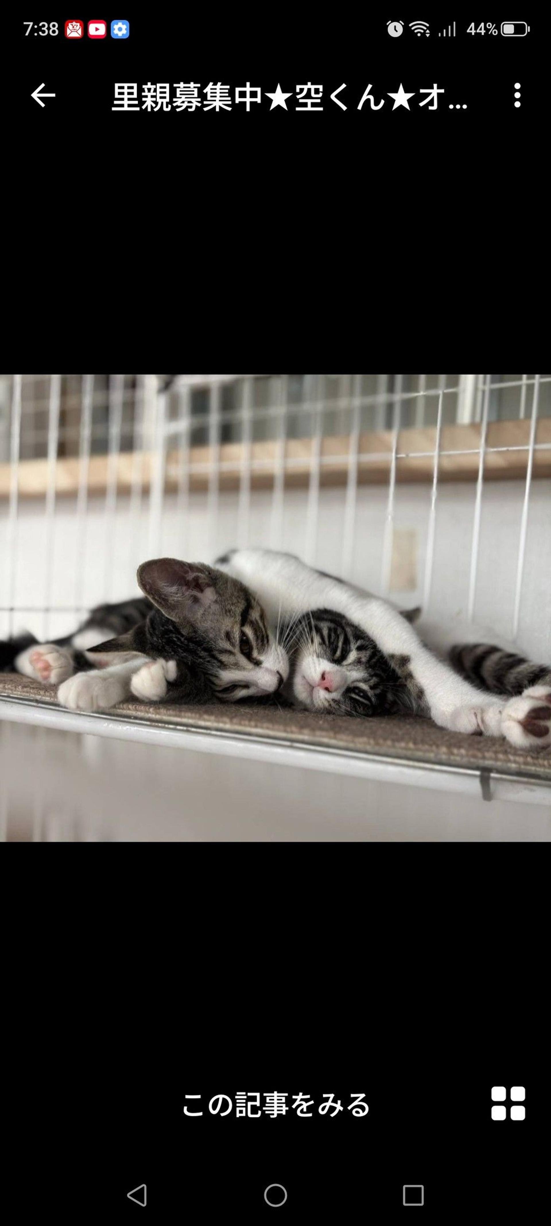 pet-image-3