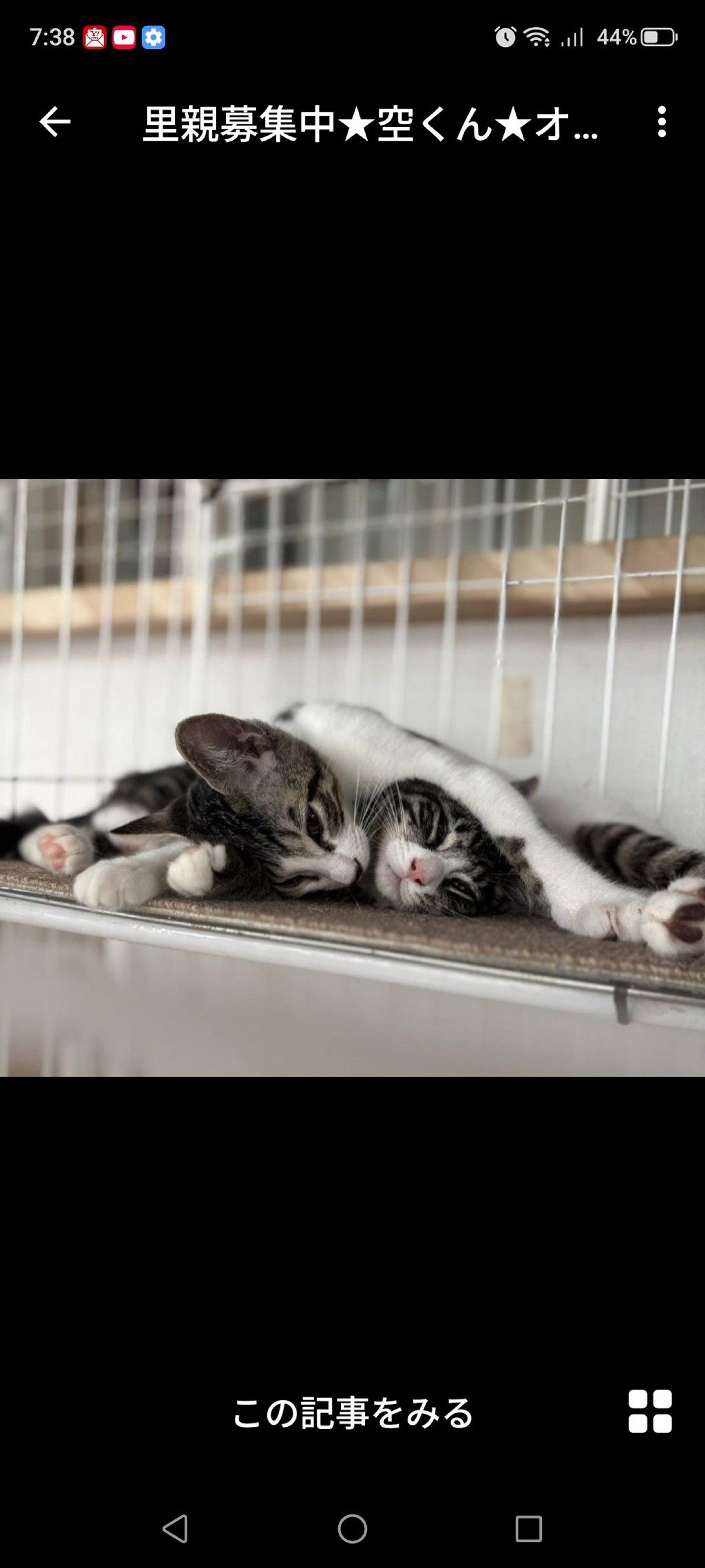 pet-image-3
