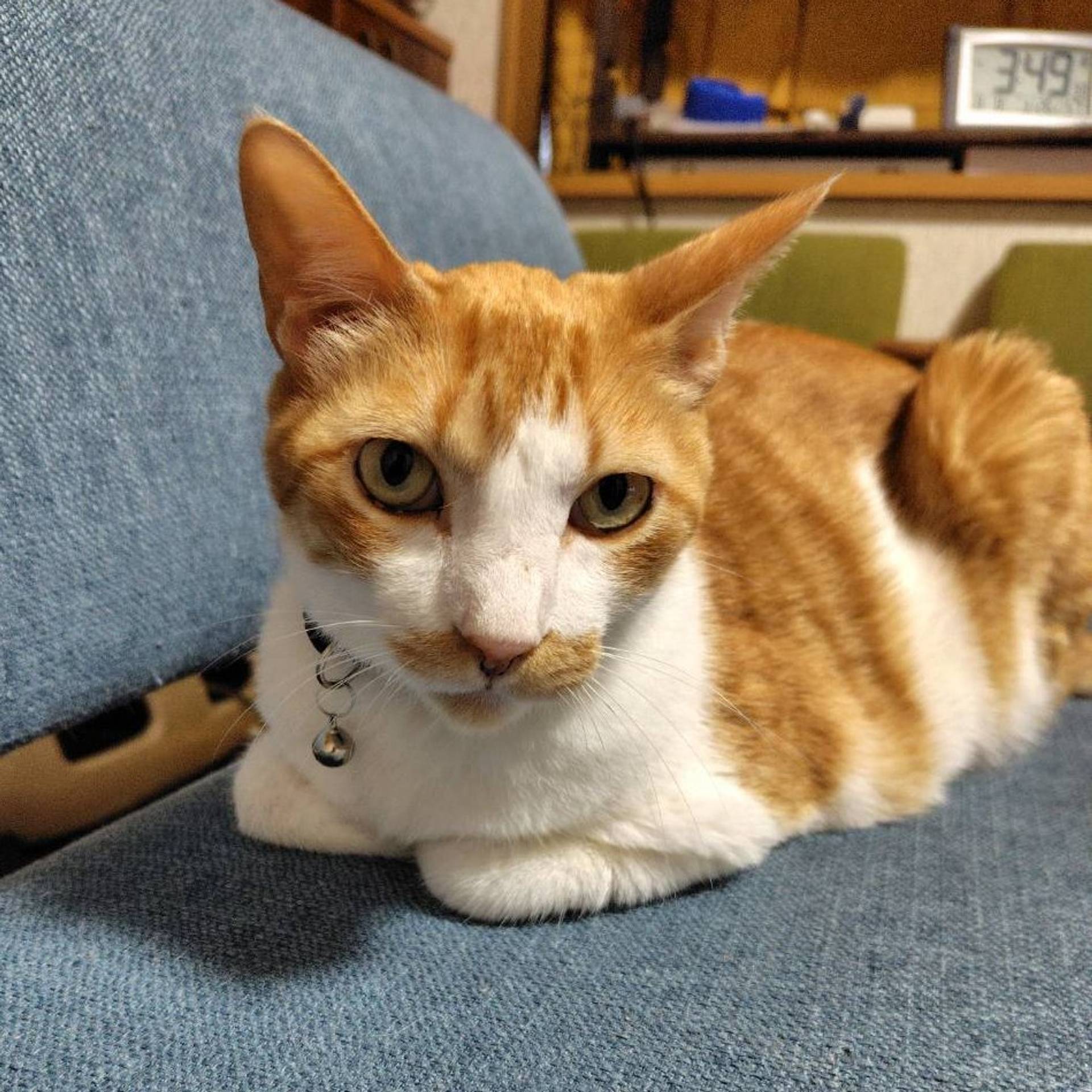 雑種（ミックス猫）・オスの里親募集の写真