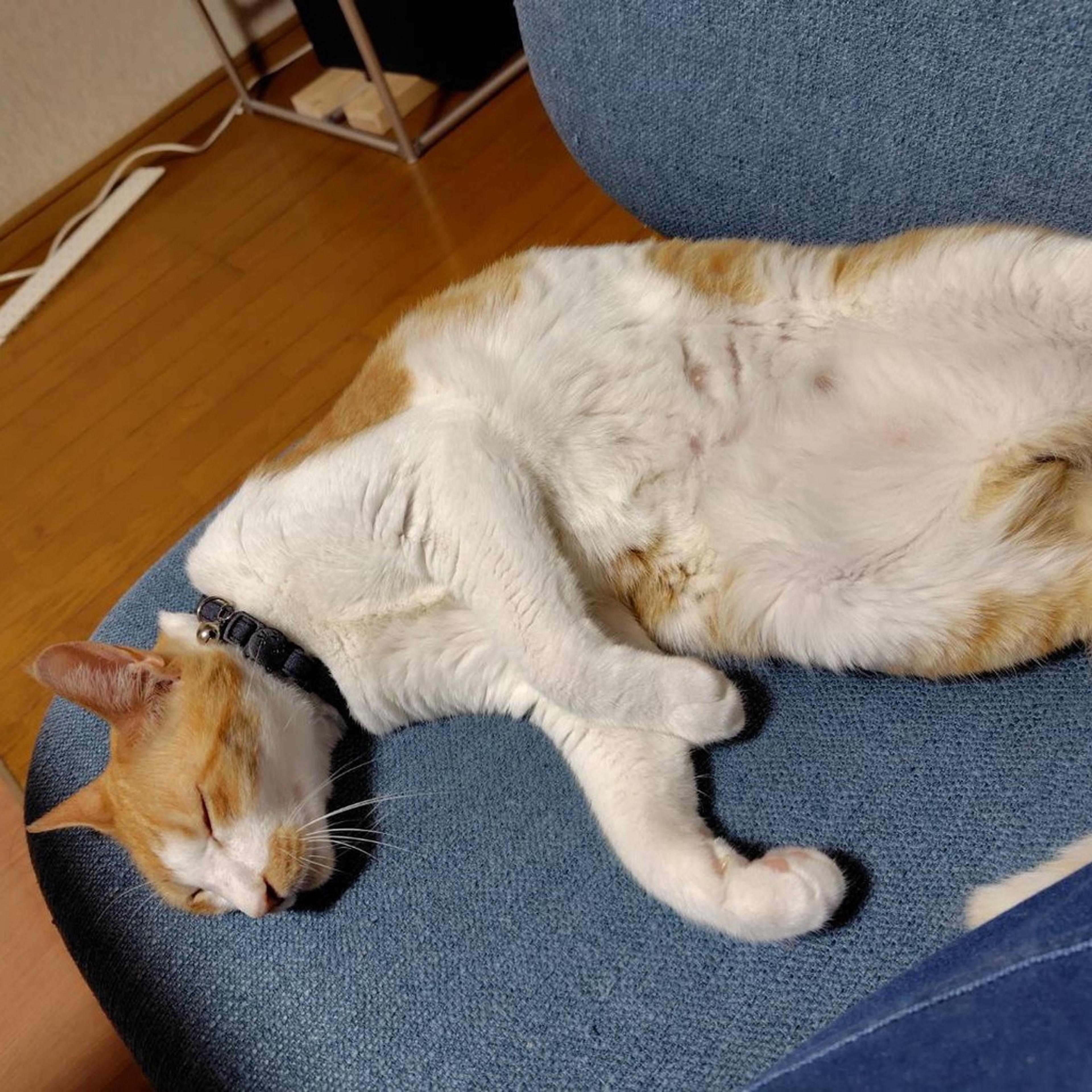 pet-image-3