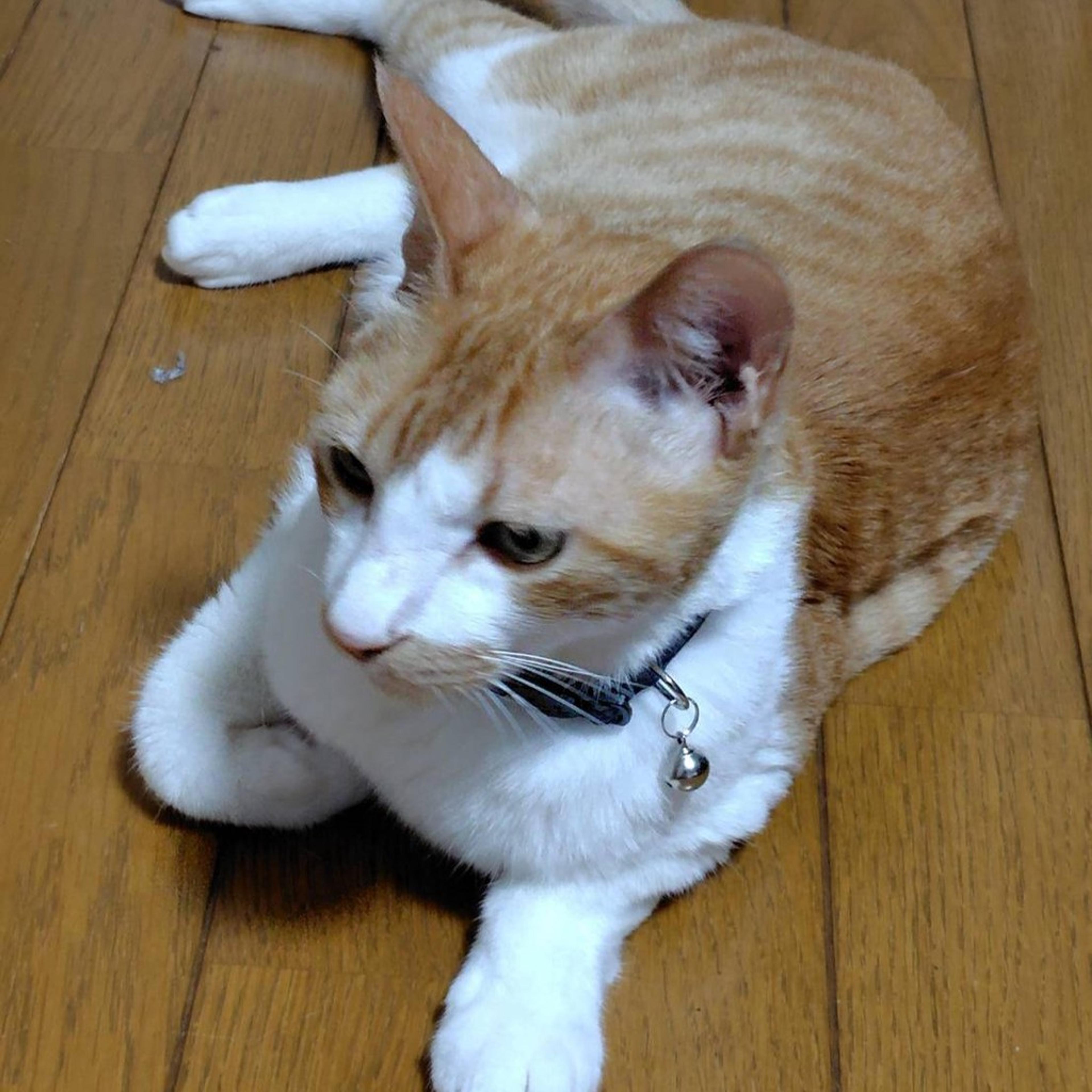 pet-image-4