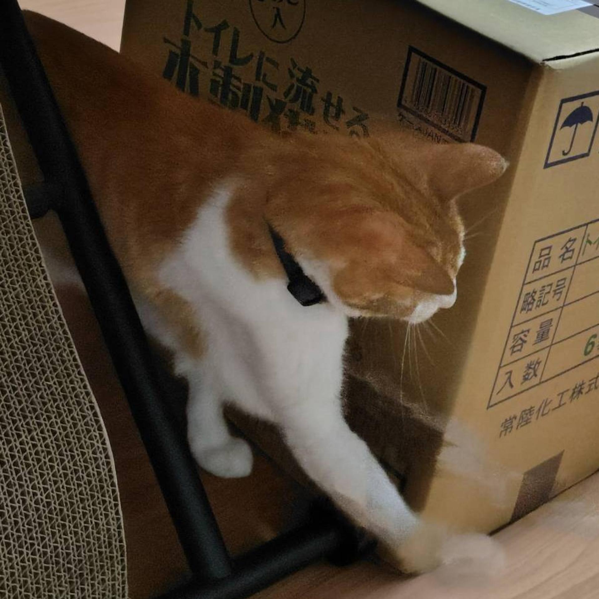 pet-image-6
