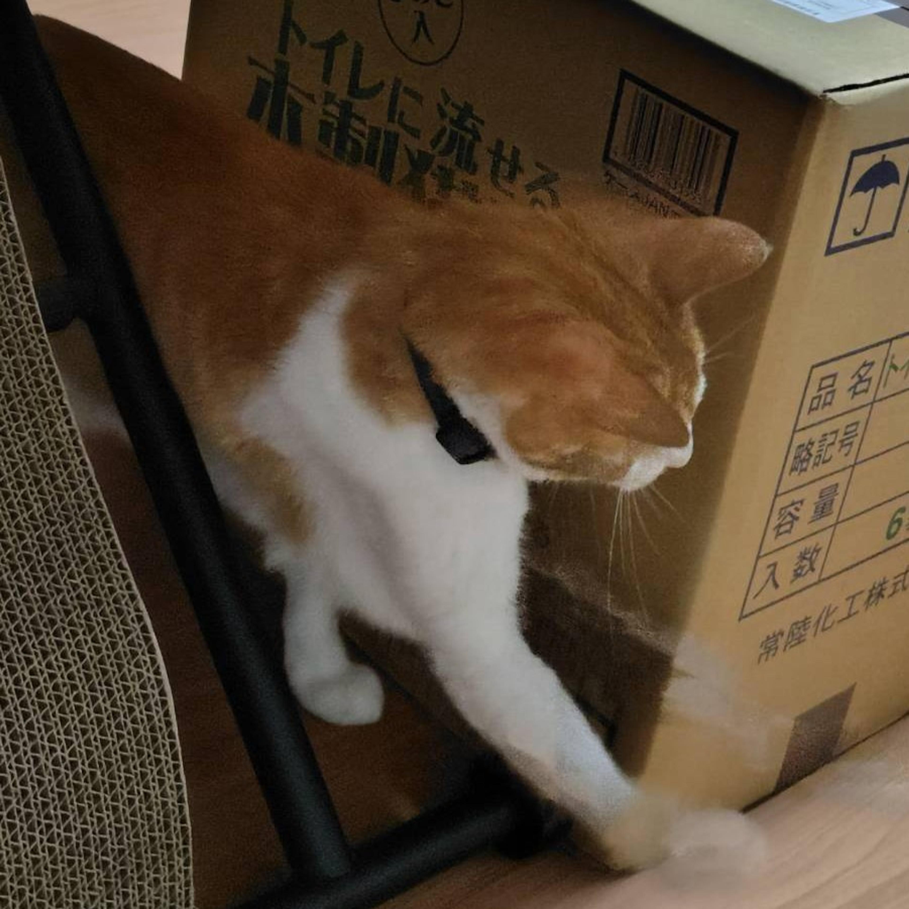 pet-image-6