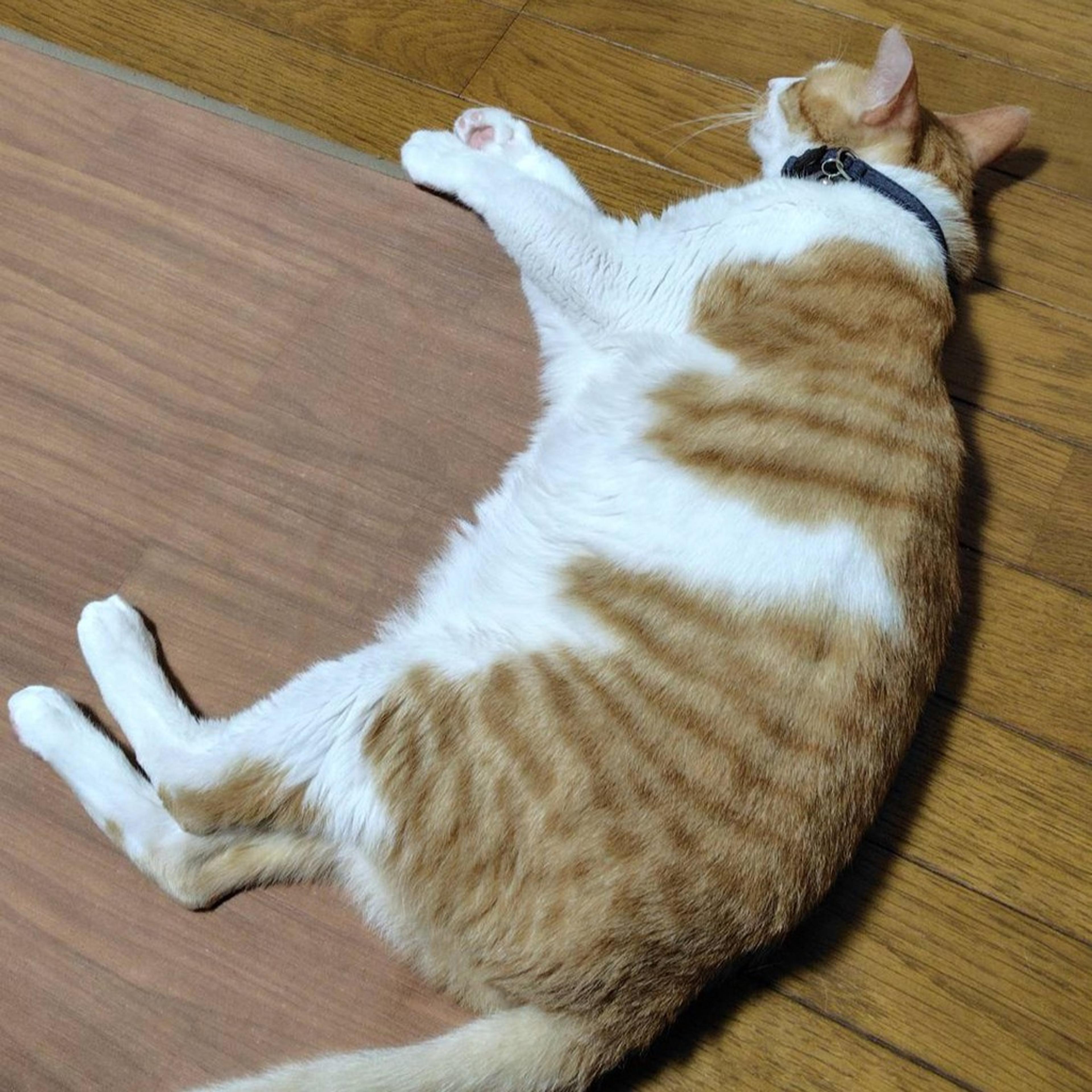 pet-image-7