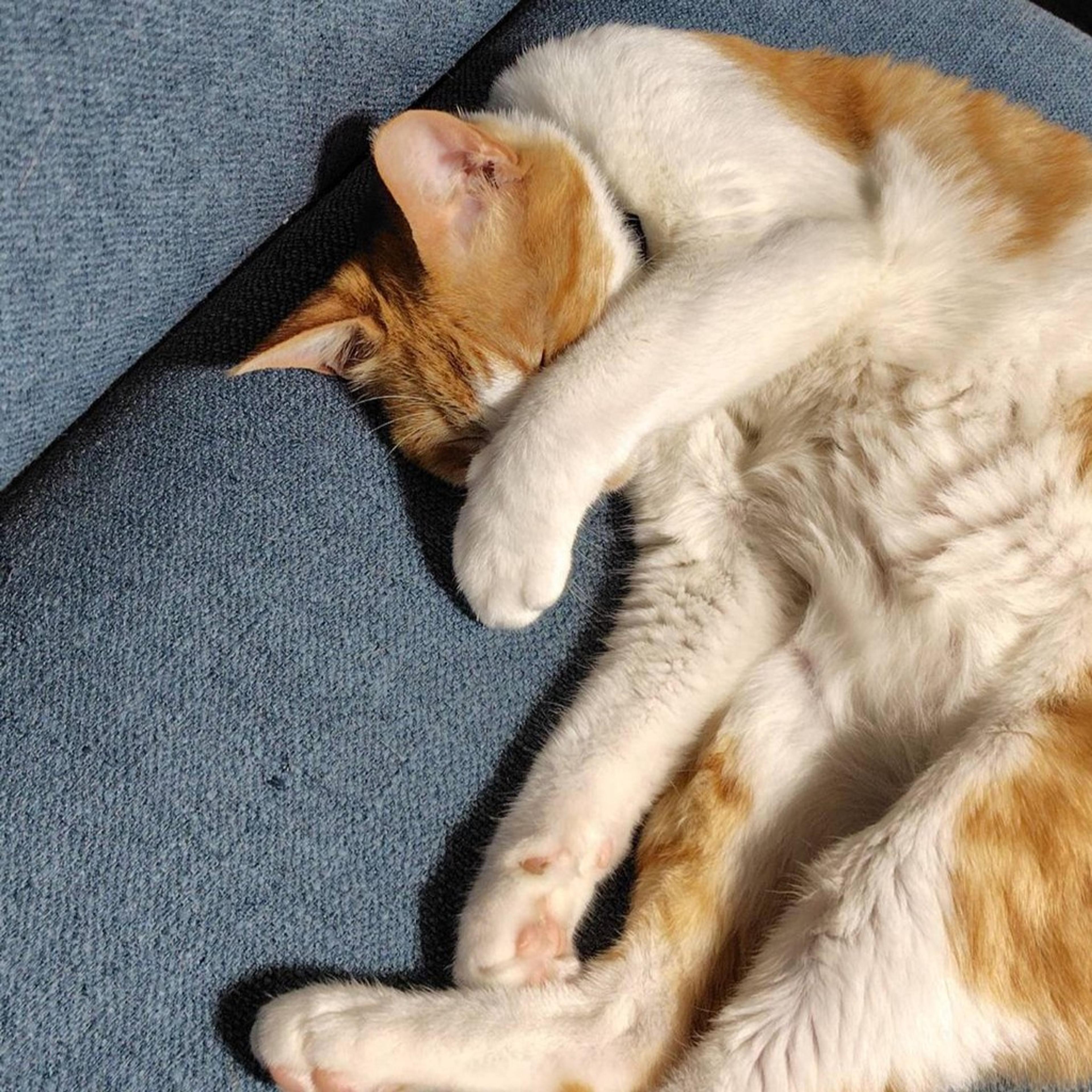 pet-image-8