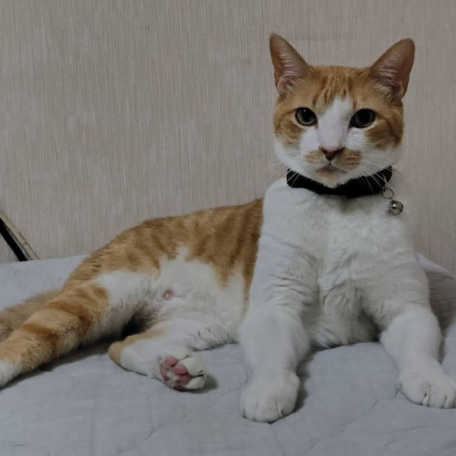雑種（ミックス猫）・オスの里親募集の写真