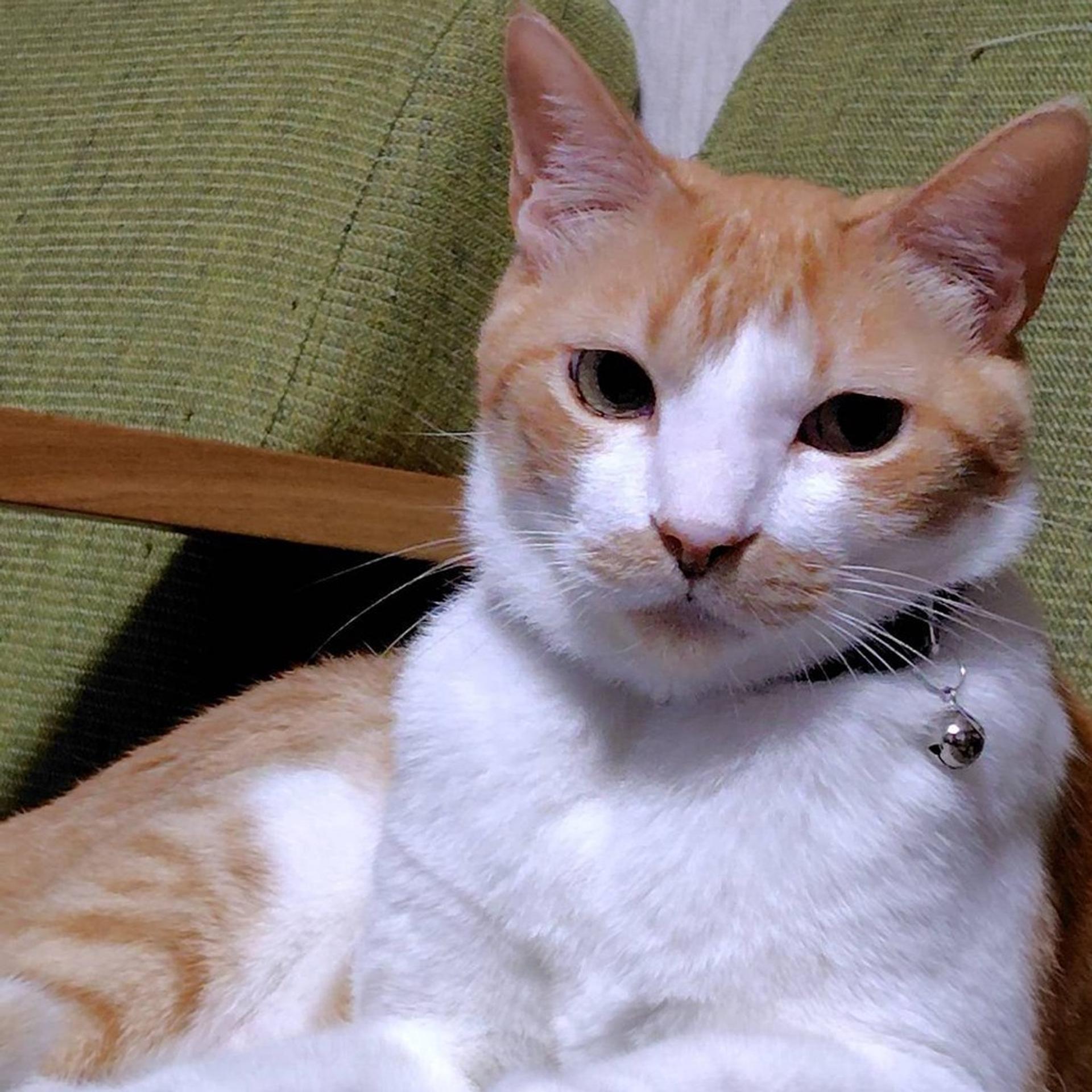 pet-image-2