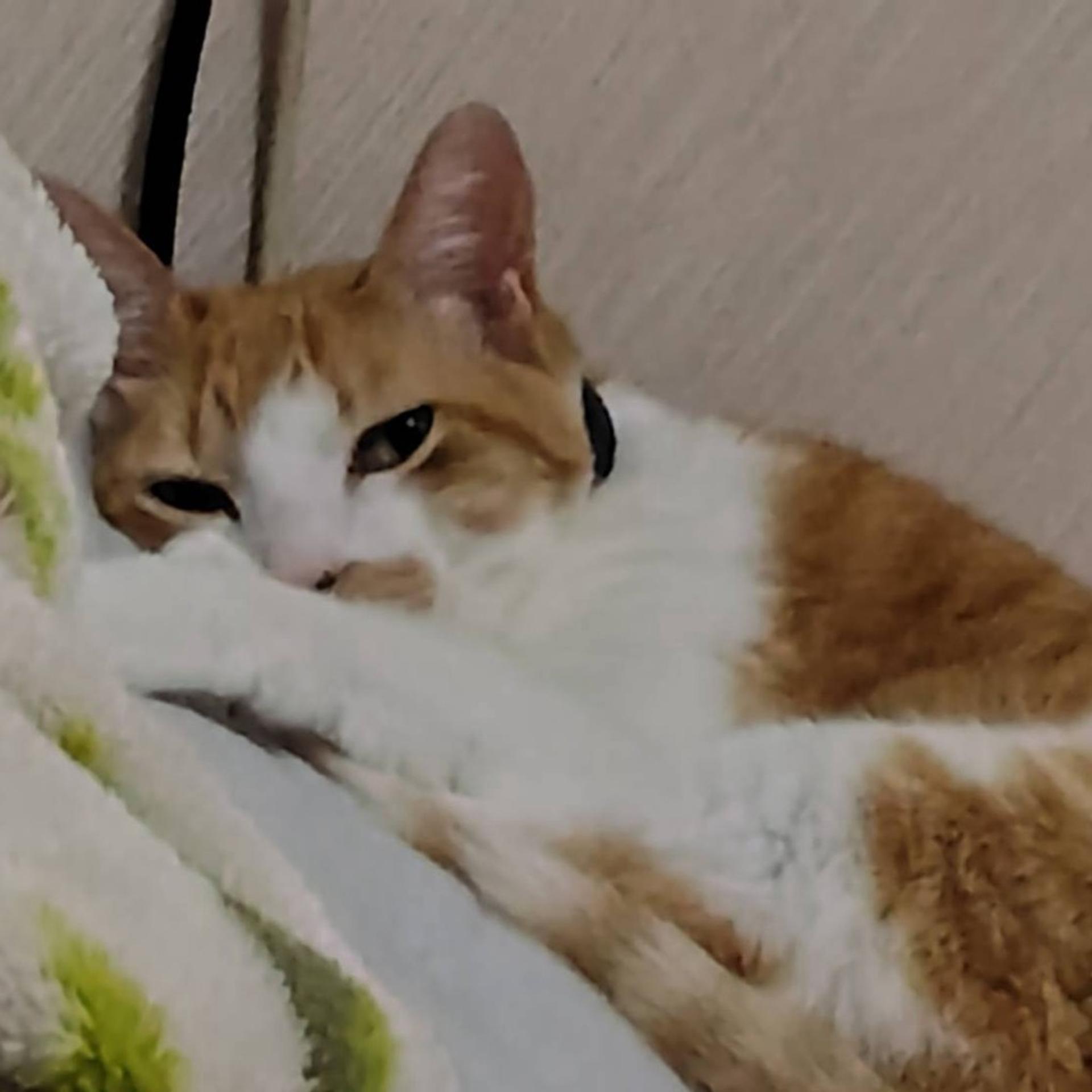 pet-image-3