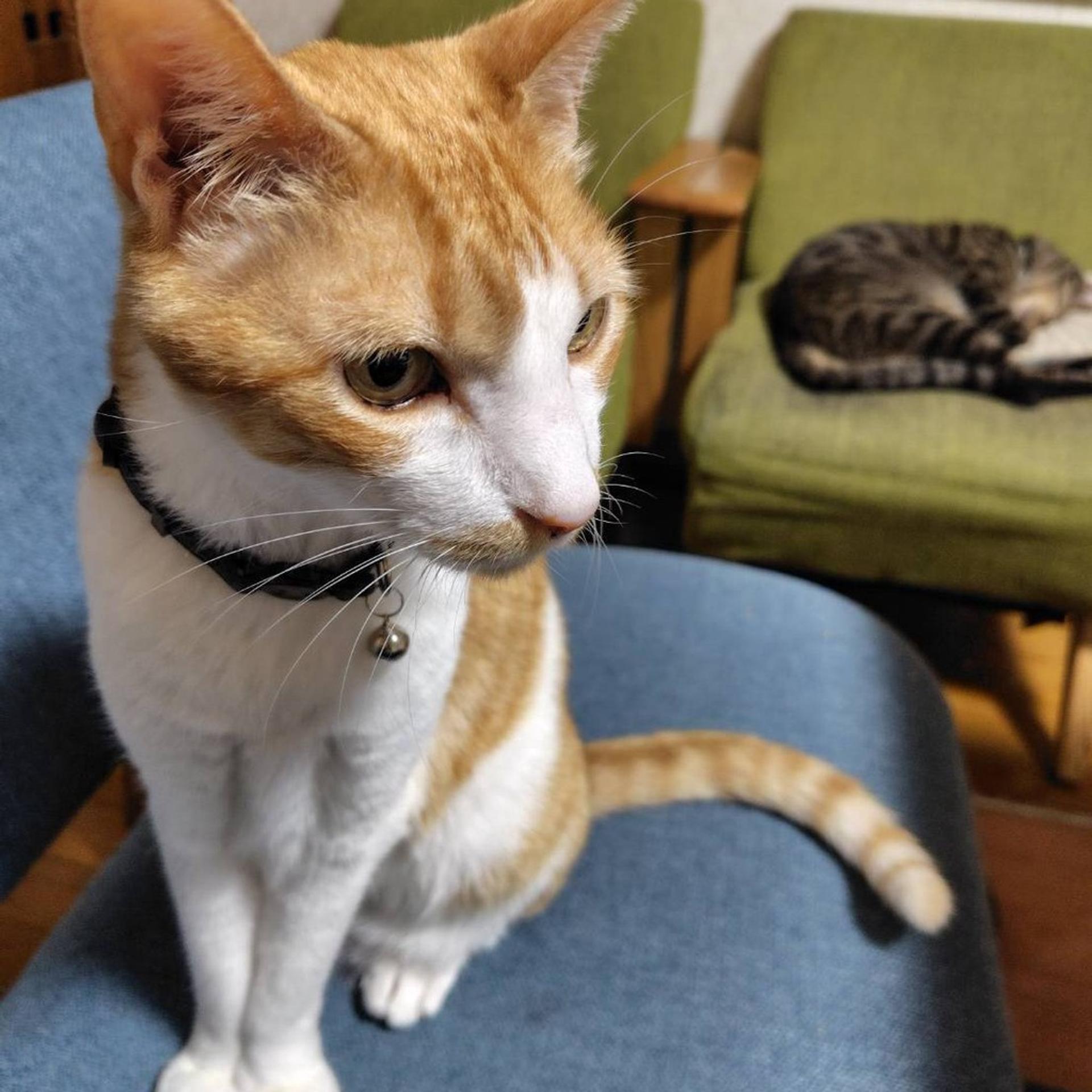 pet-image-4