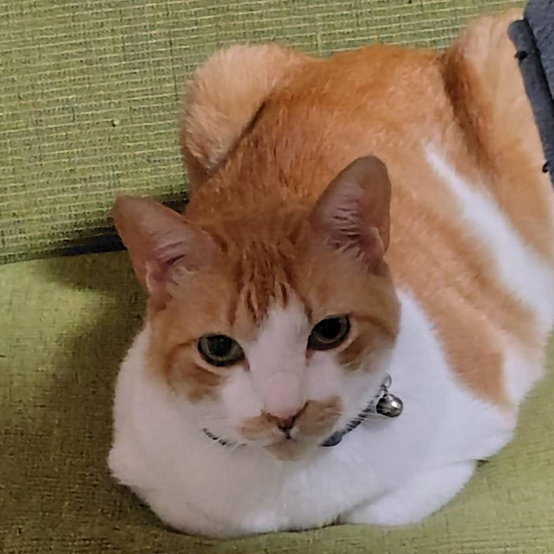 pet-image-5