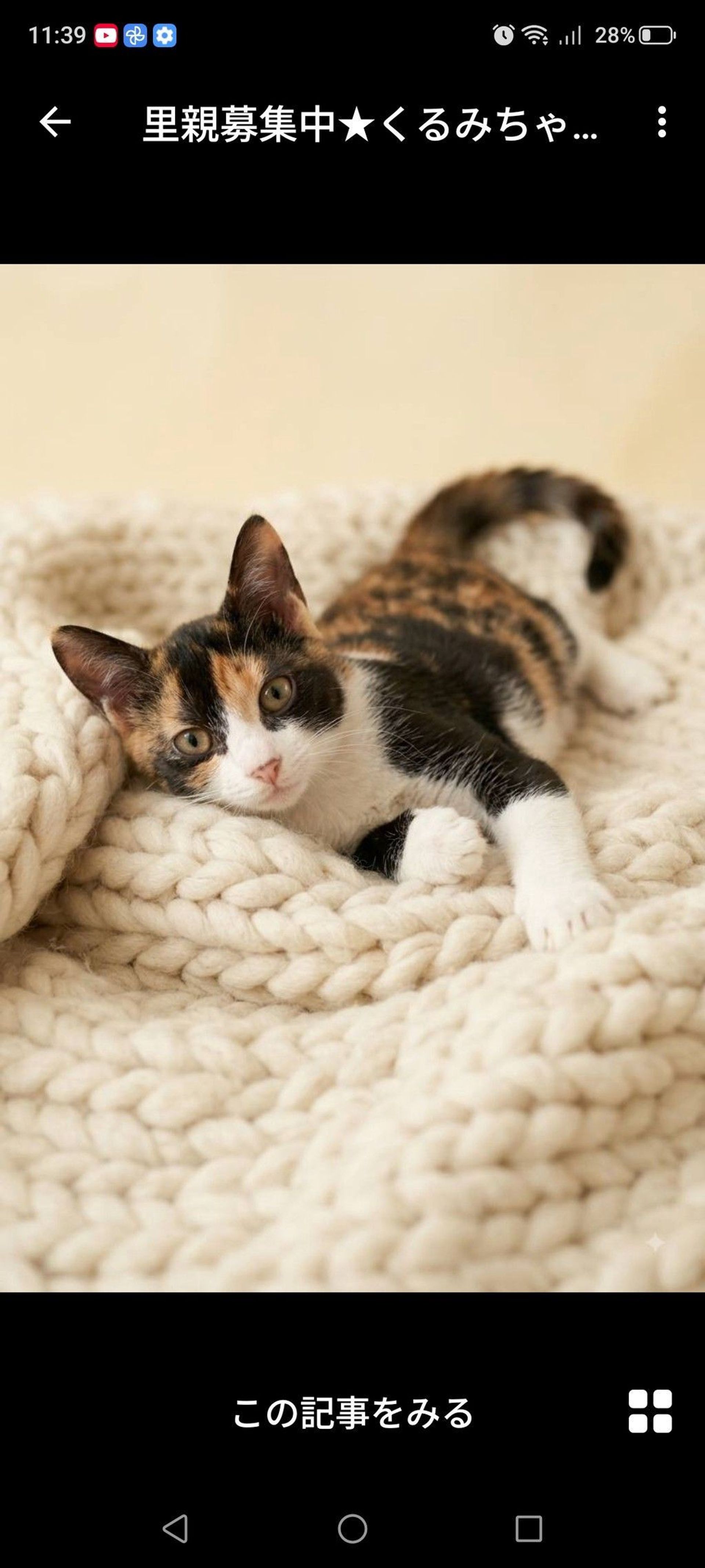 雑種（ミックス猫）・メスの里親募集の写真