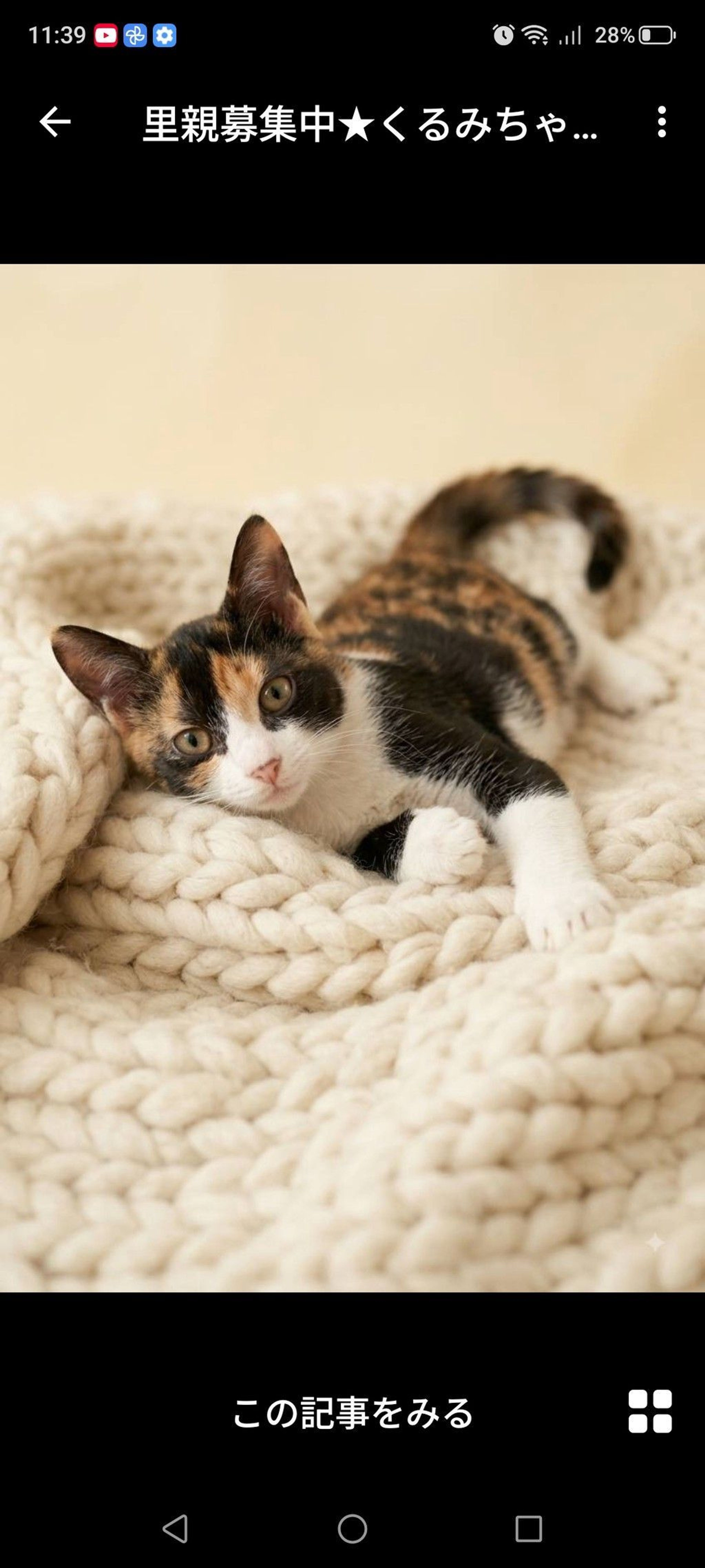 雑種（ミックス猫）・メスの里親募集の写真