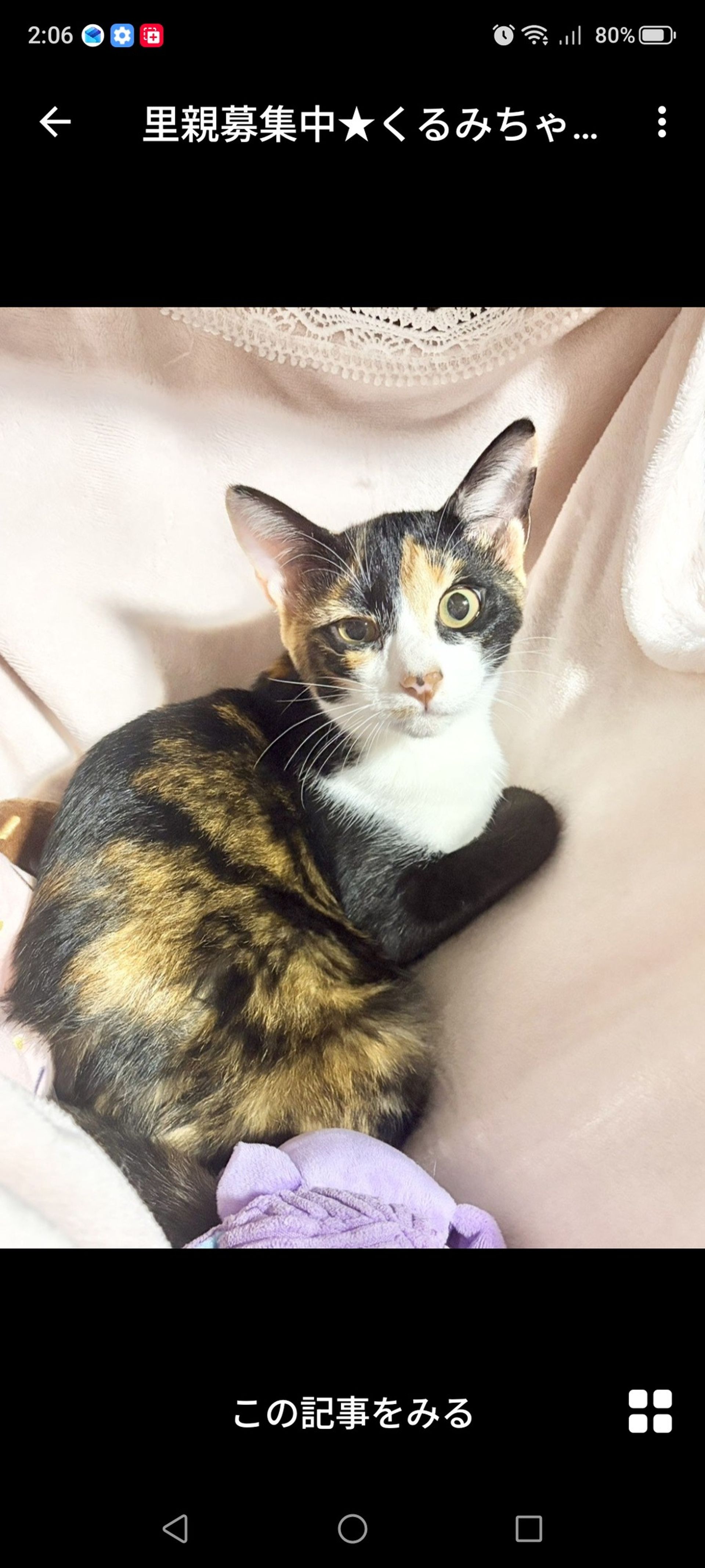 雑種（ミックス猫）・メスの里親募集の写真