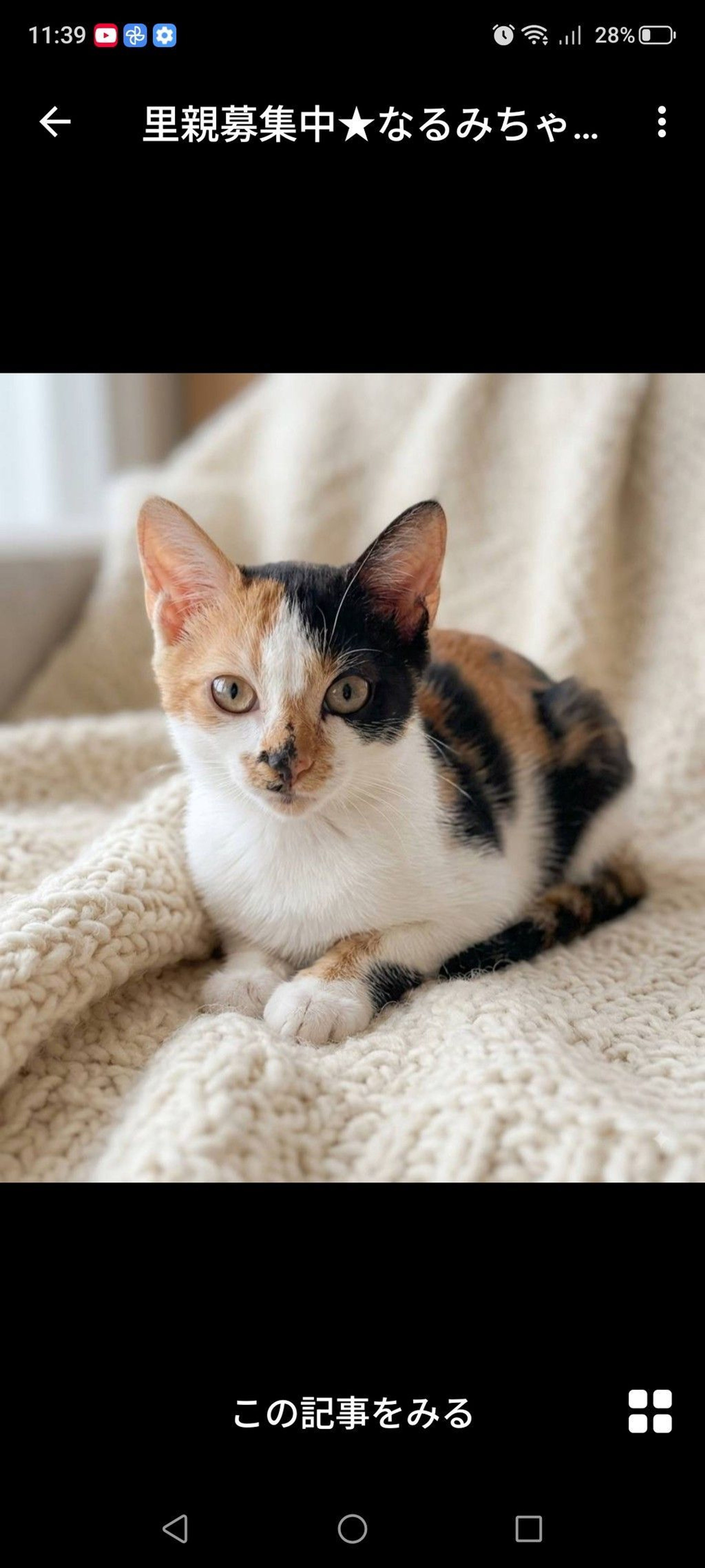 雑種（ミックス猫）・メスの里親募集の写真