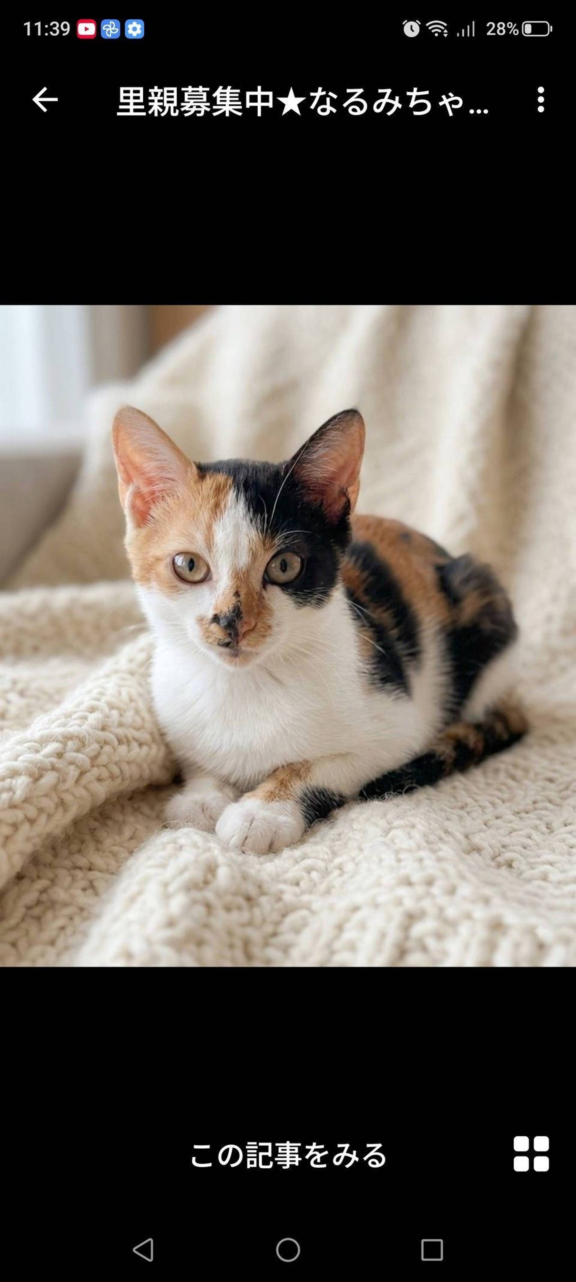 雑種（ミックス猫）・メスの里親募集の写真