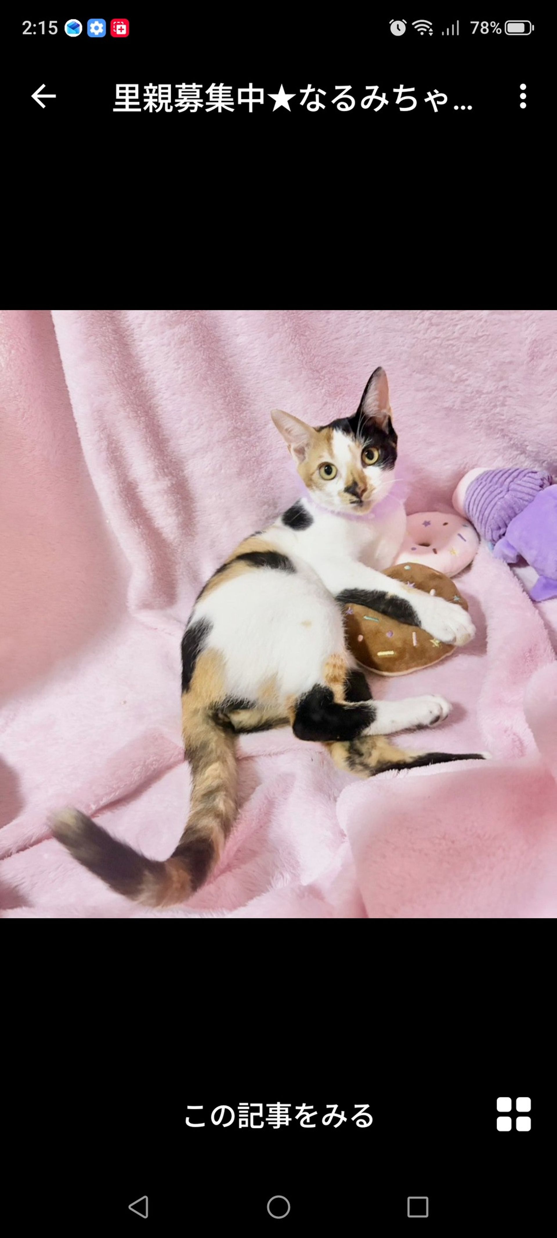 雑種（ミックス猫）・メスの里親募集の写真
