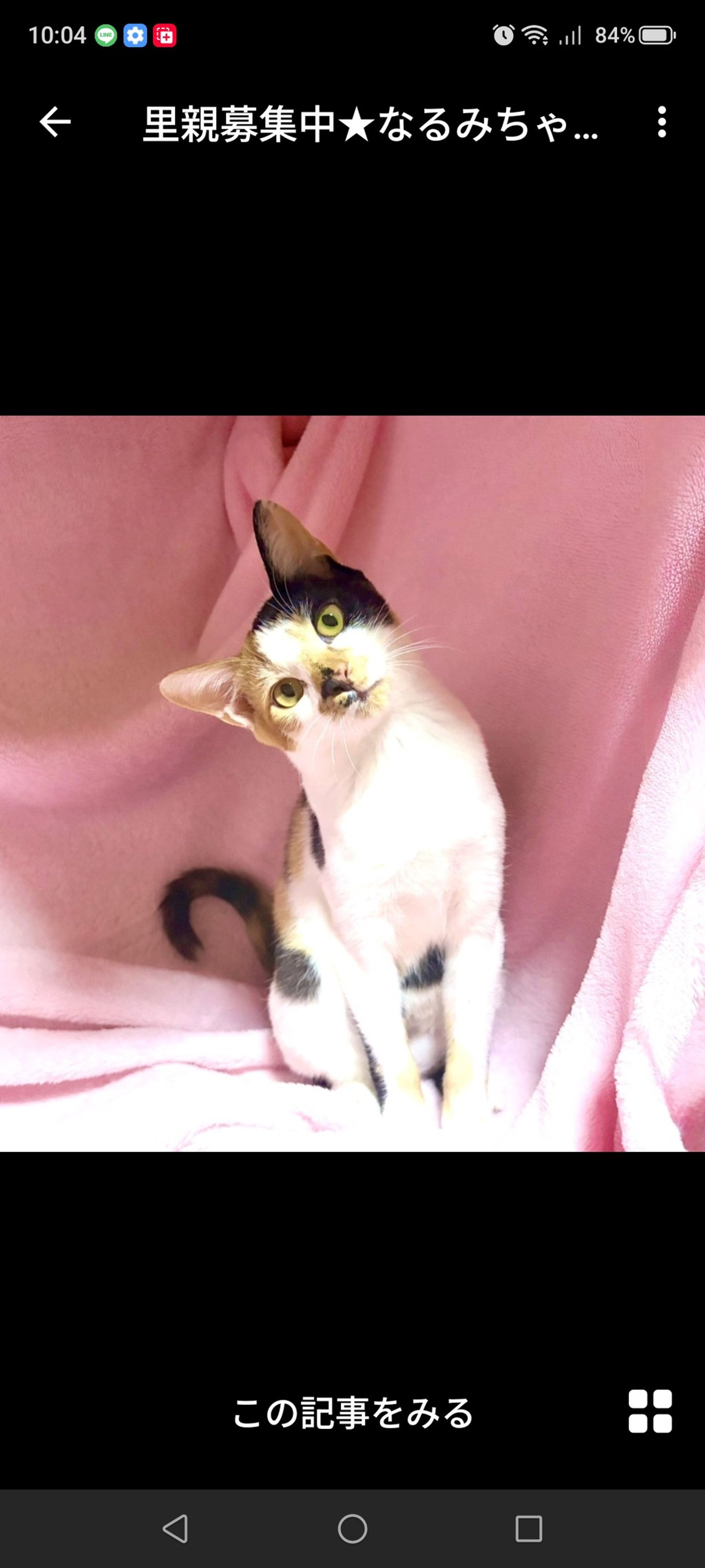 雑種（ミックス猫）・メスの里親募集の写真