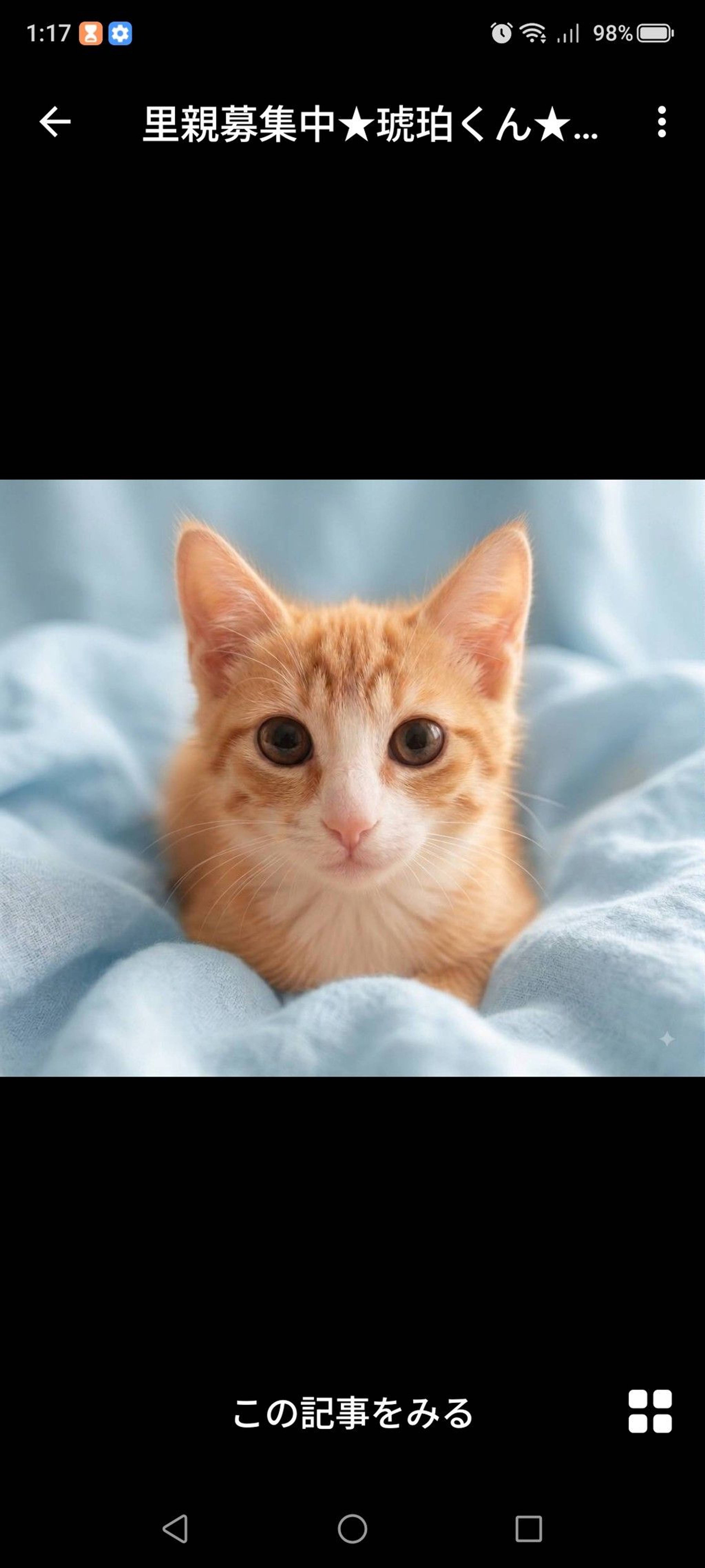 雑種（ミックス猫）・オスの里親募集の写真