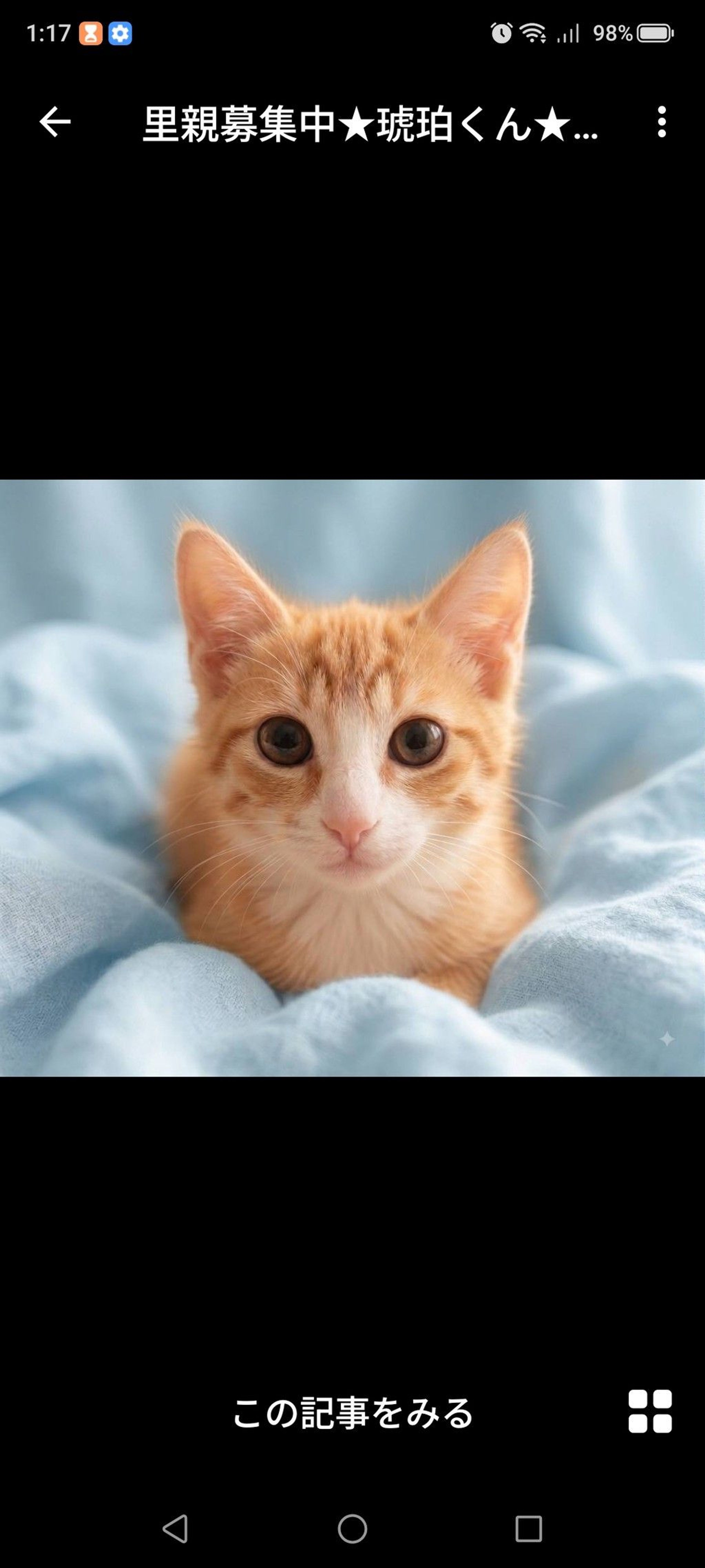 雑種（ミックス猫）・オスの里親募集の写真