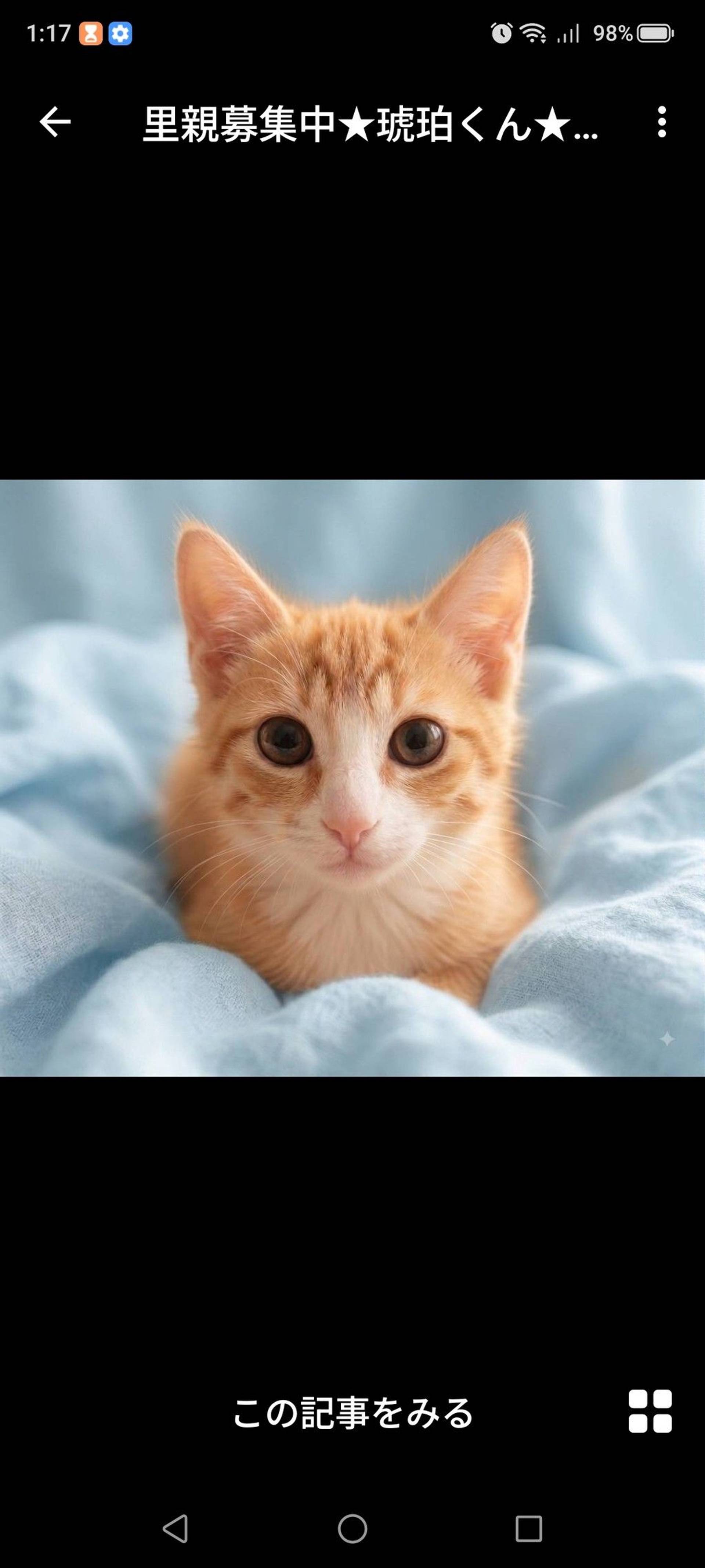 雑種（ミックス猫）・オスの里親募集の写真