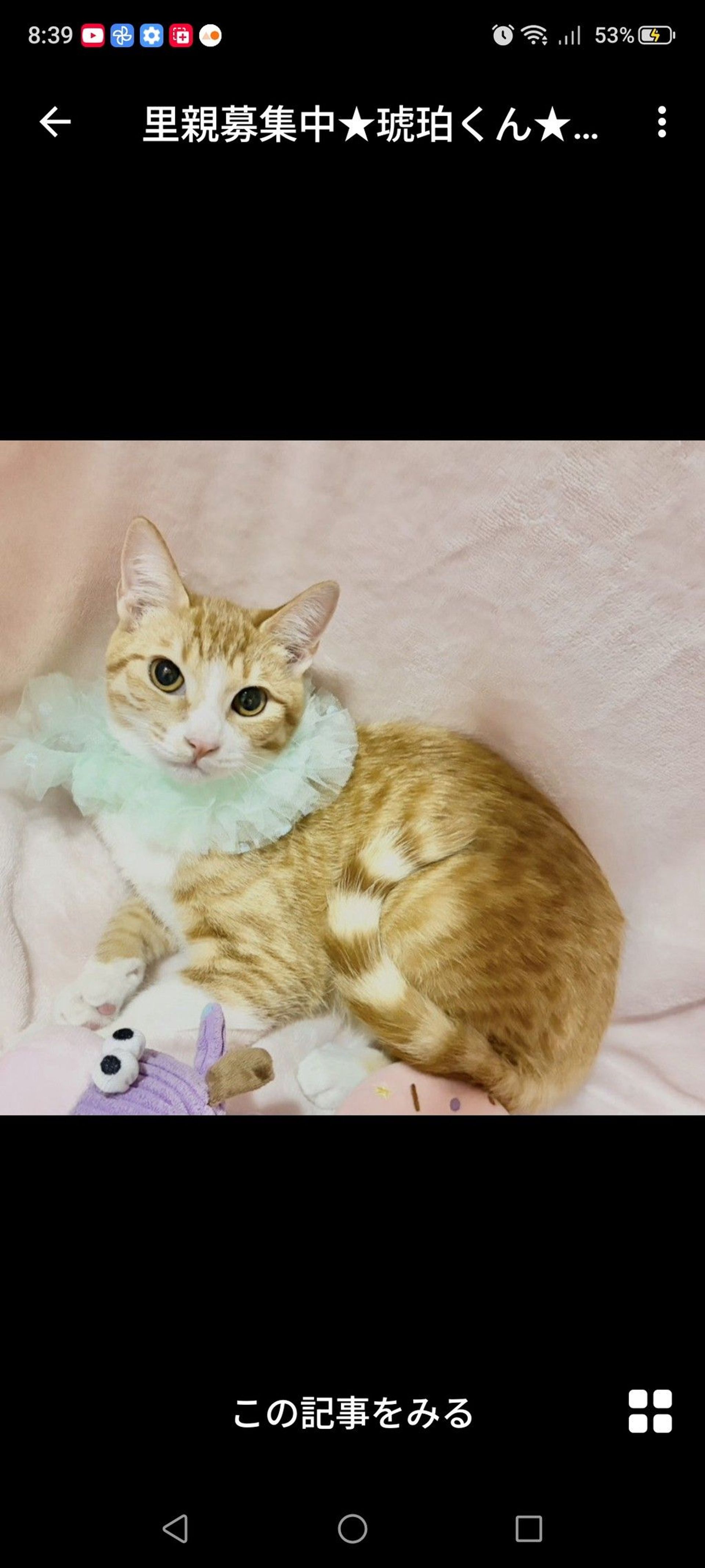 雑種（ミックス猫）・オスの里親募集の写真