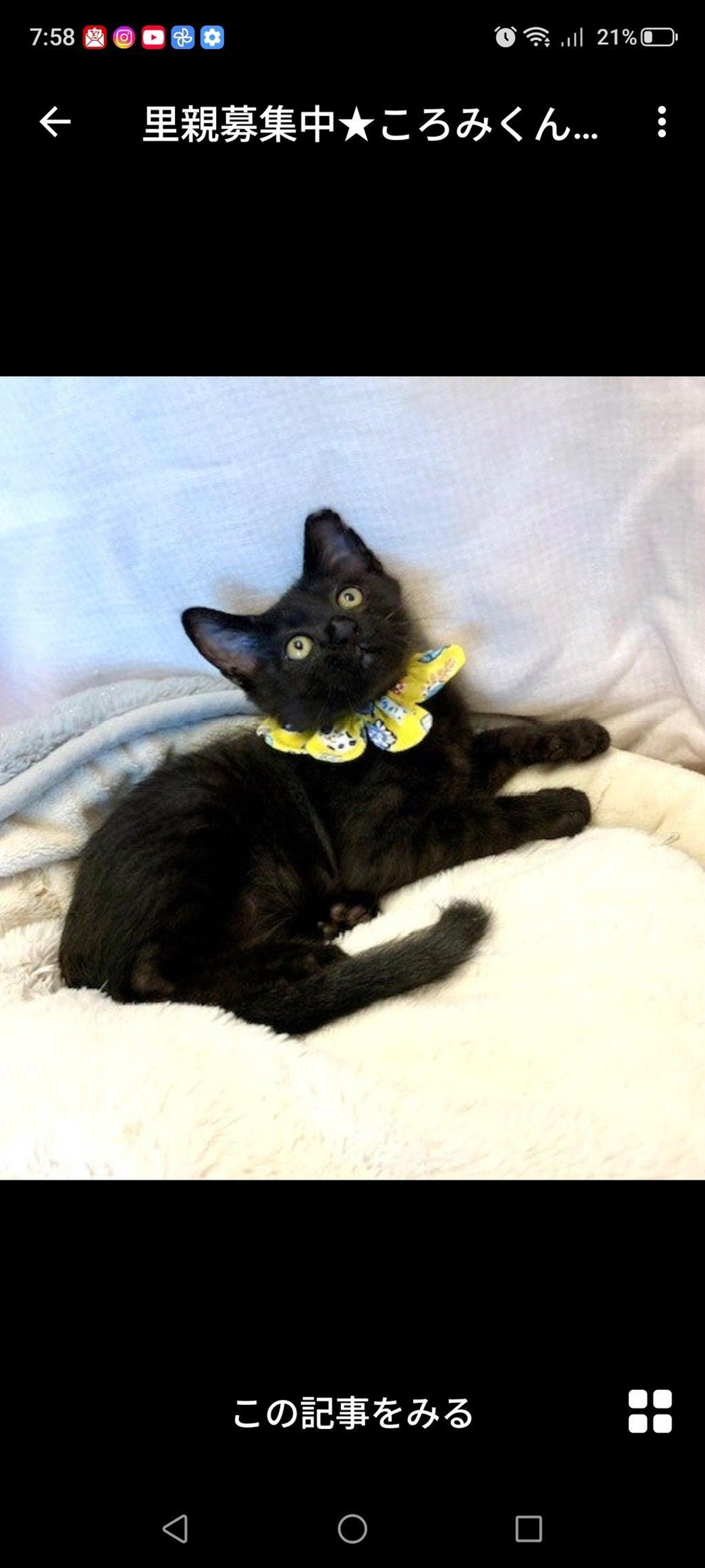 pet-image-2