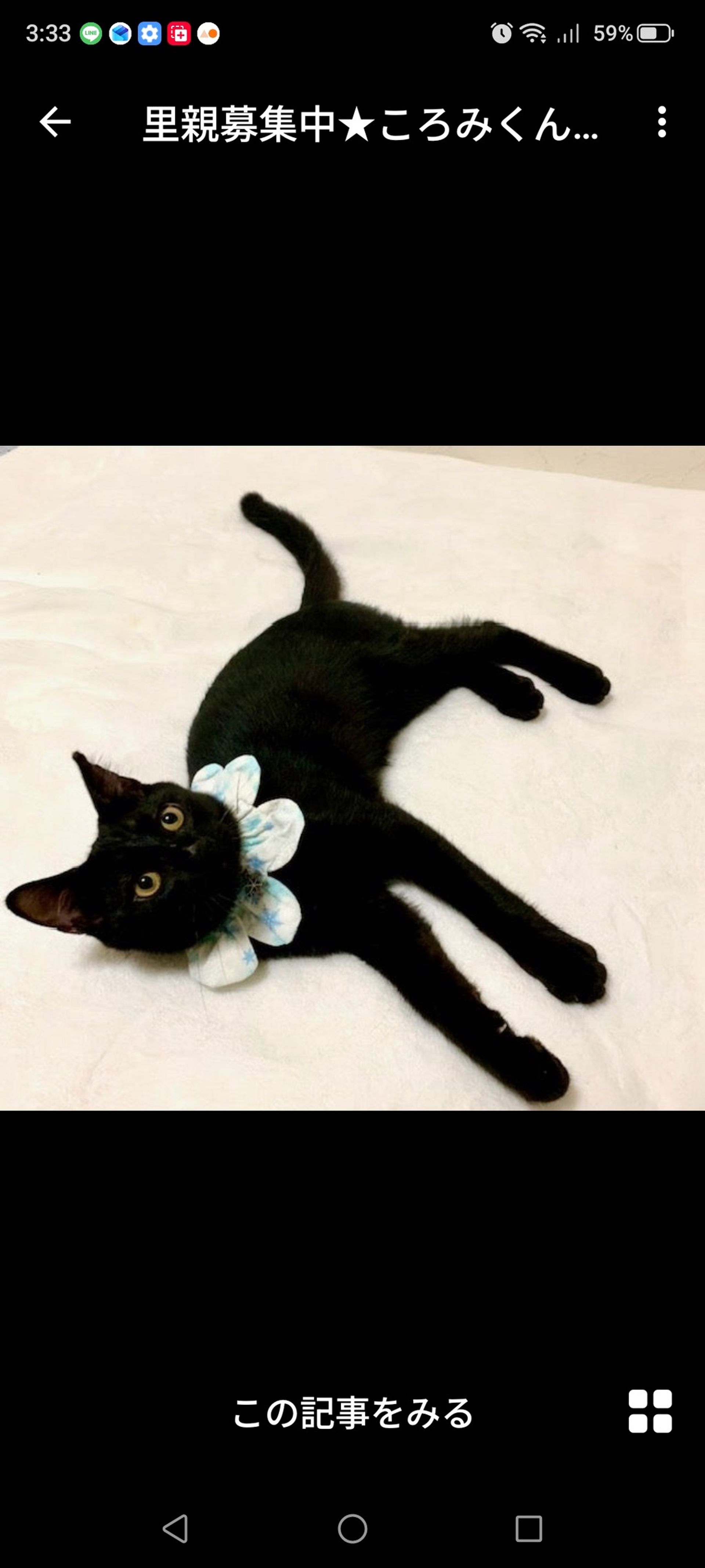 雑種（ミックス猫）・オスの里親募集の写真