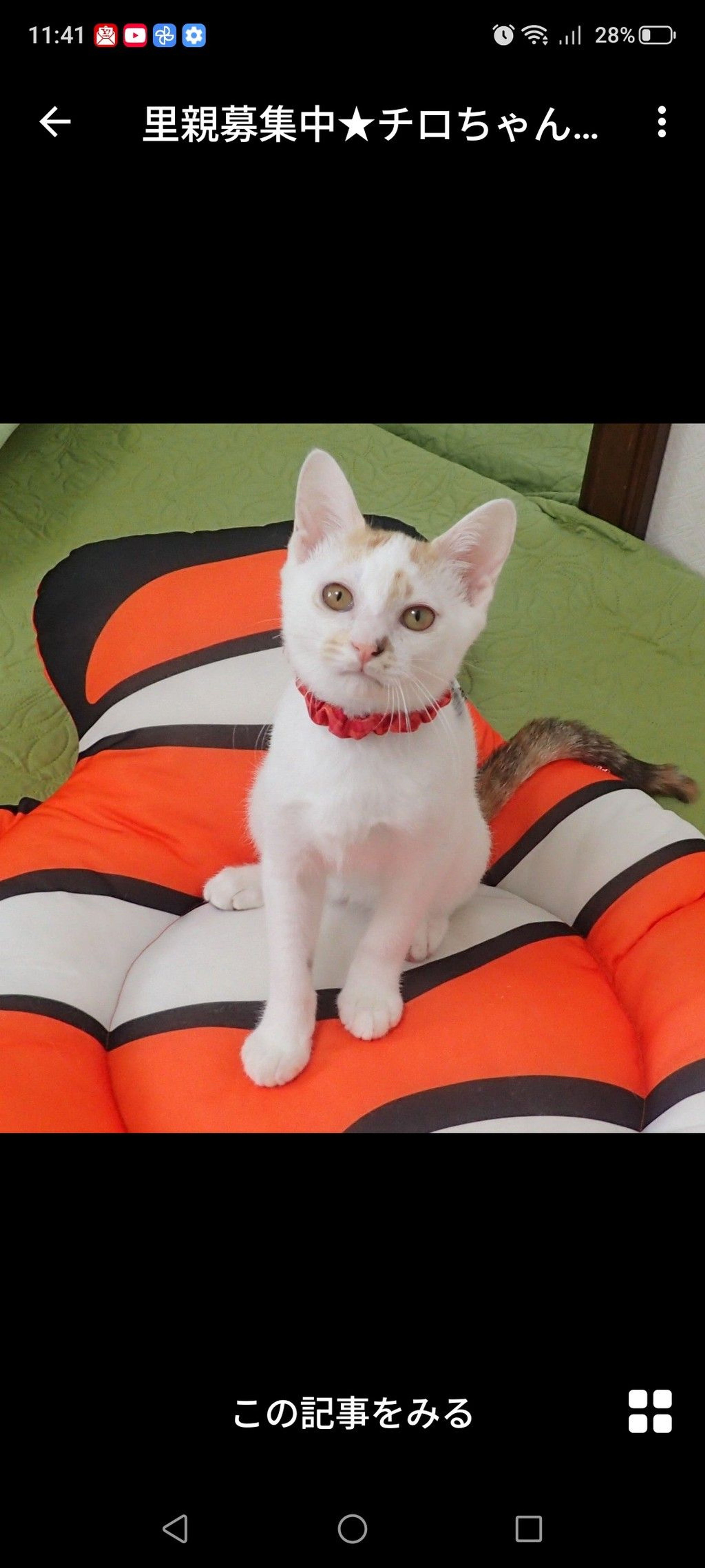 雑種（ミックス猫）・メスの里親募集の写真