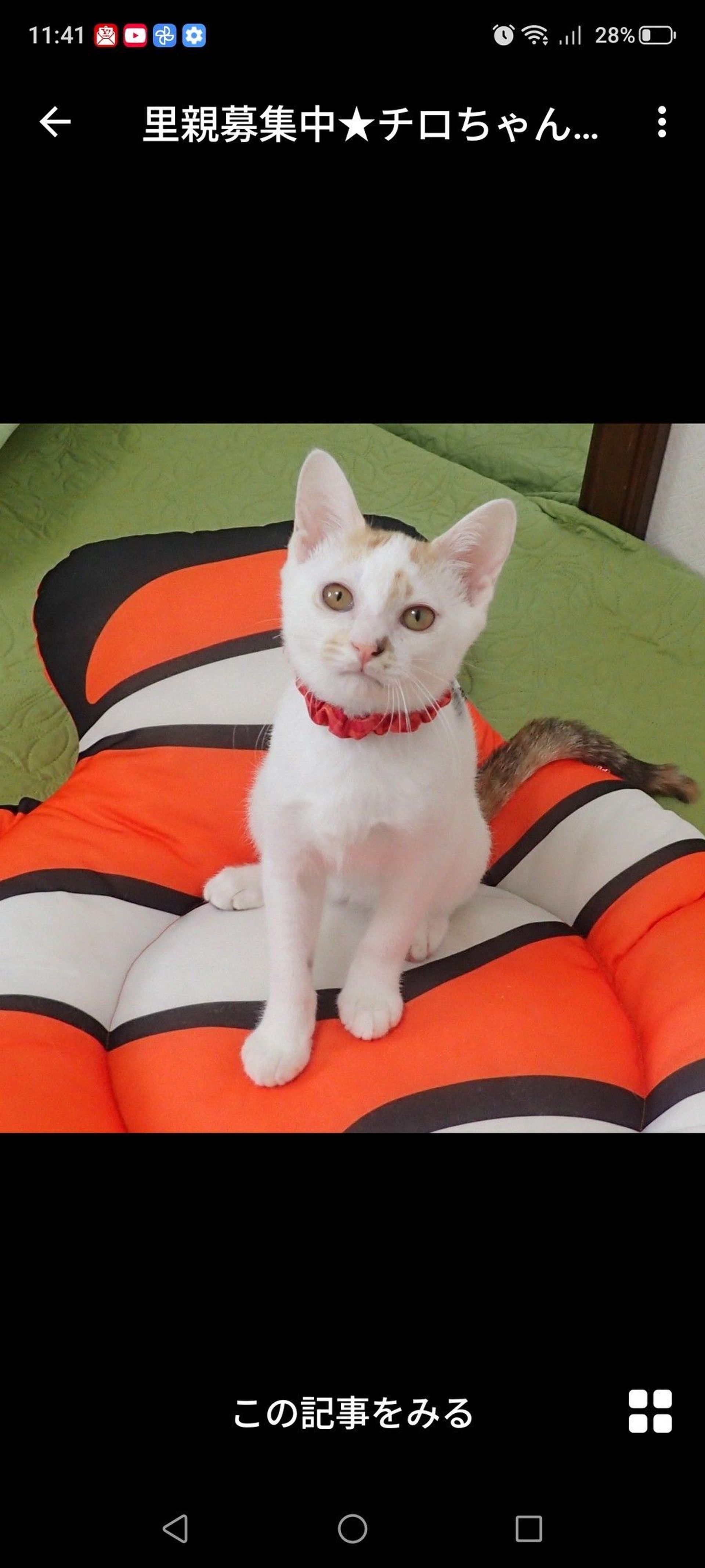 雑種（ミックス猫）・メスの里親募集の写真