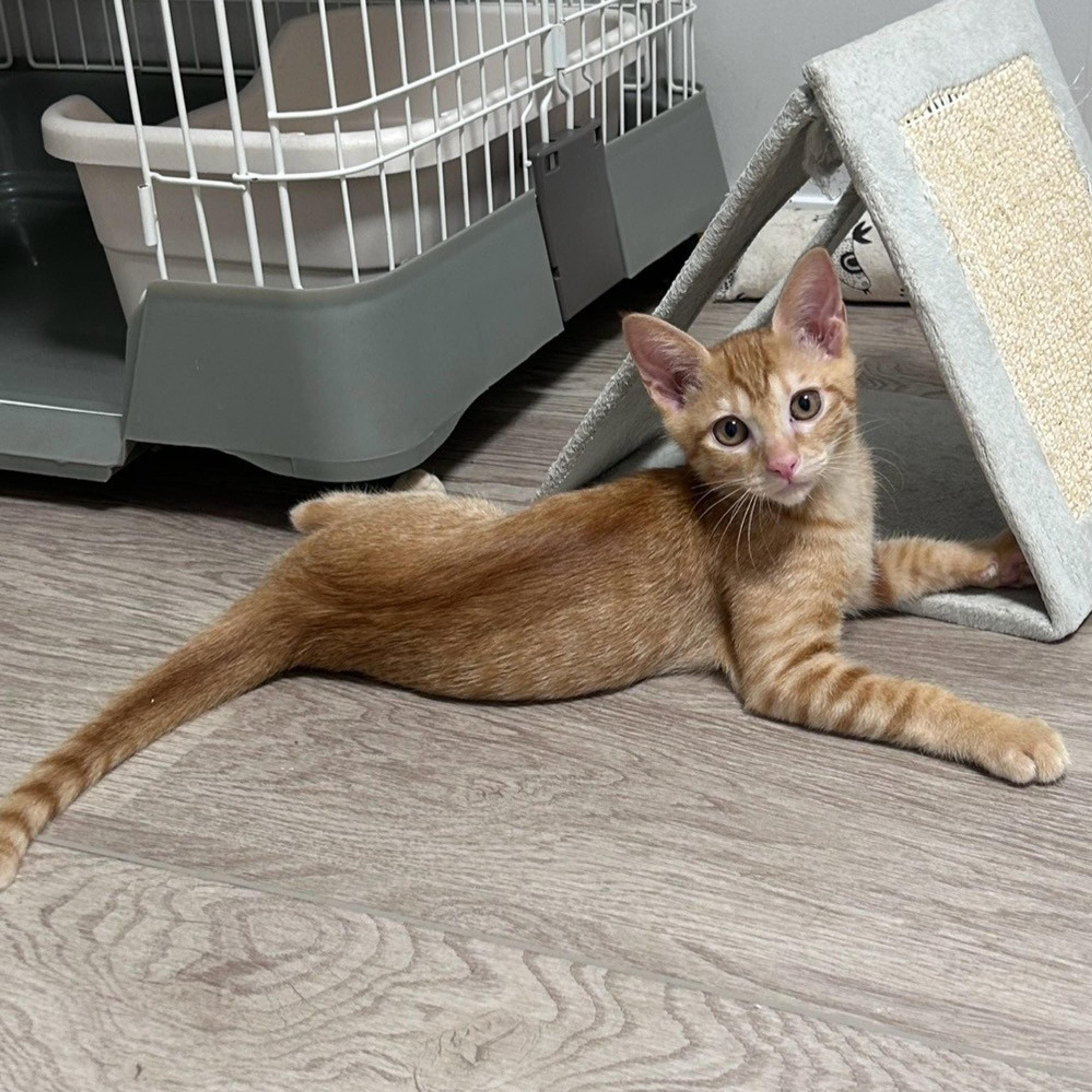 pet-image-3