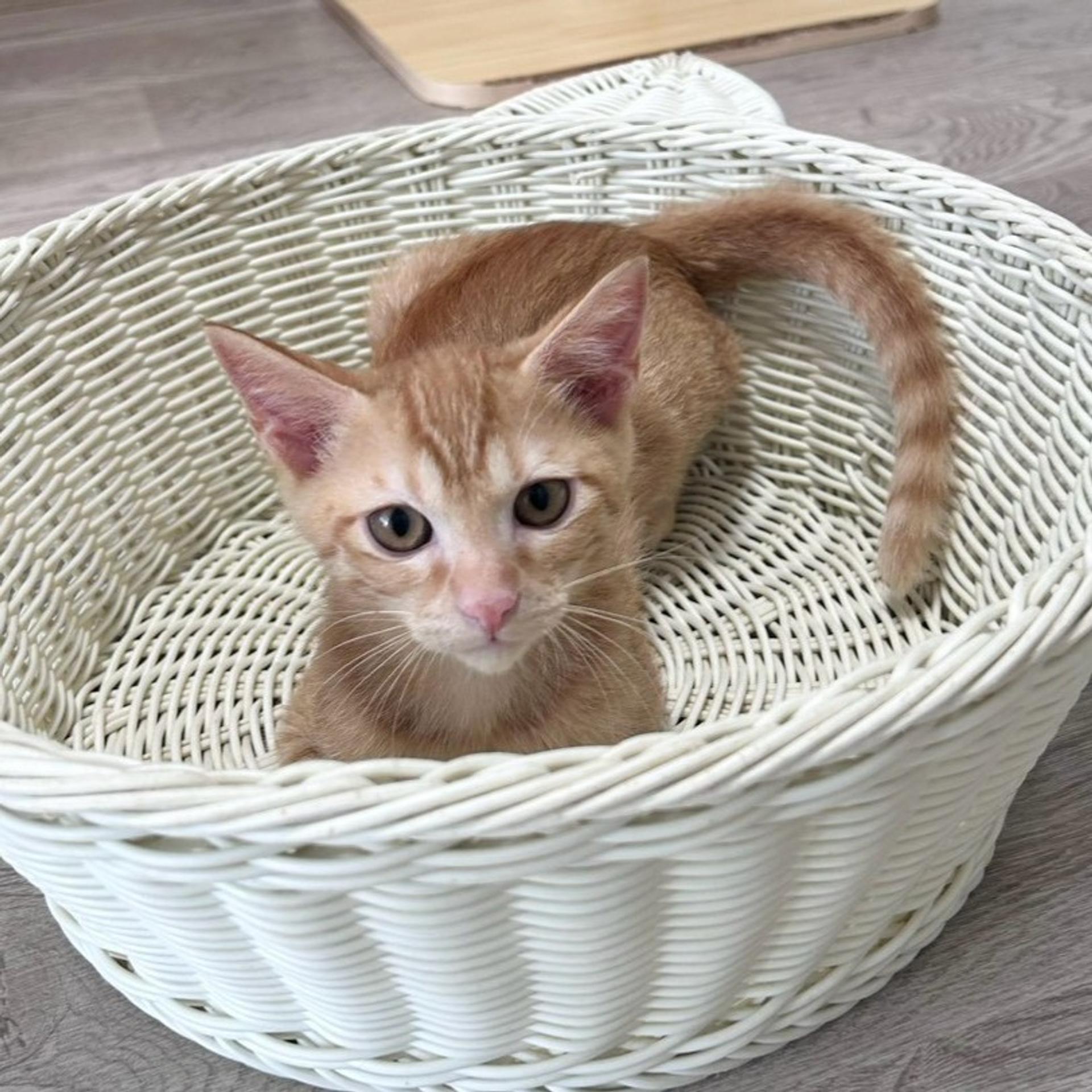 pet-image-4
