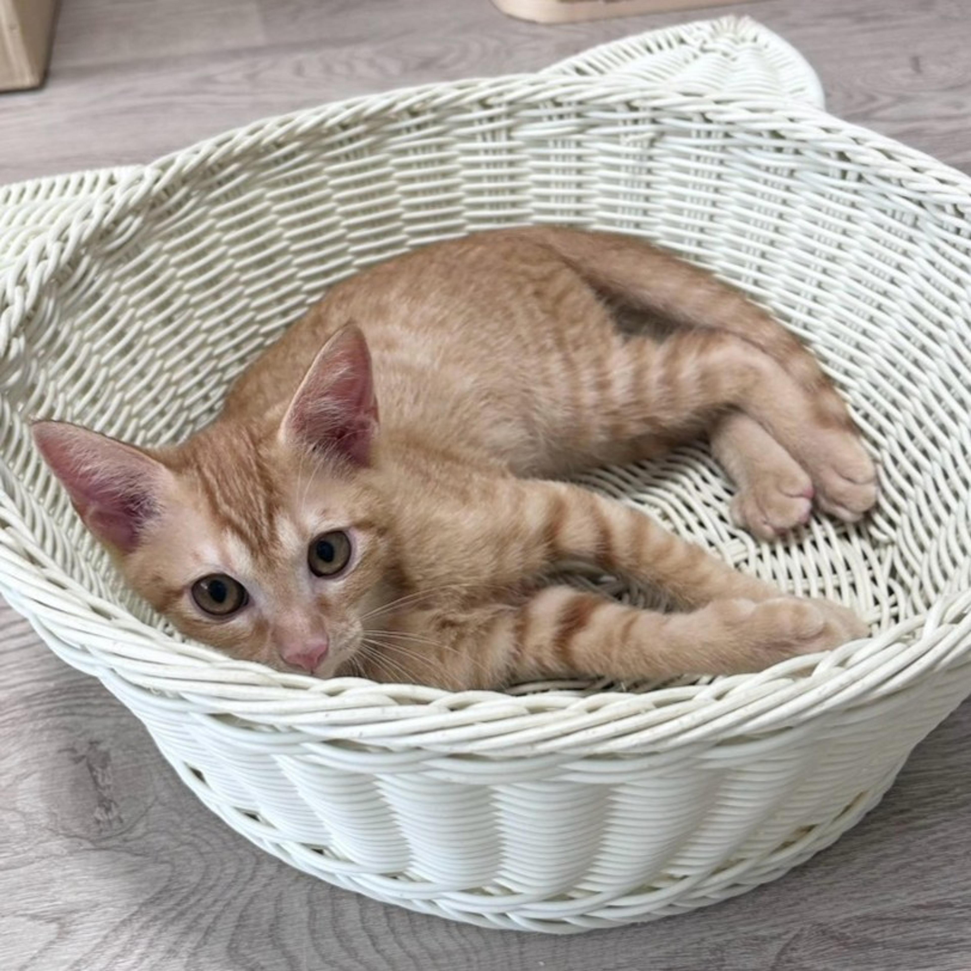 pet-image-5