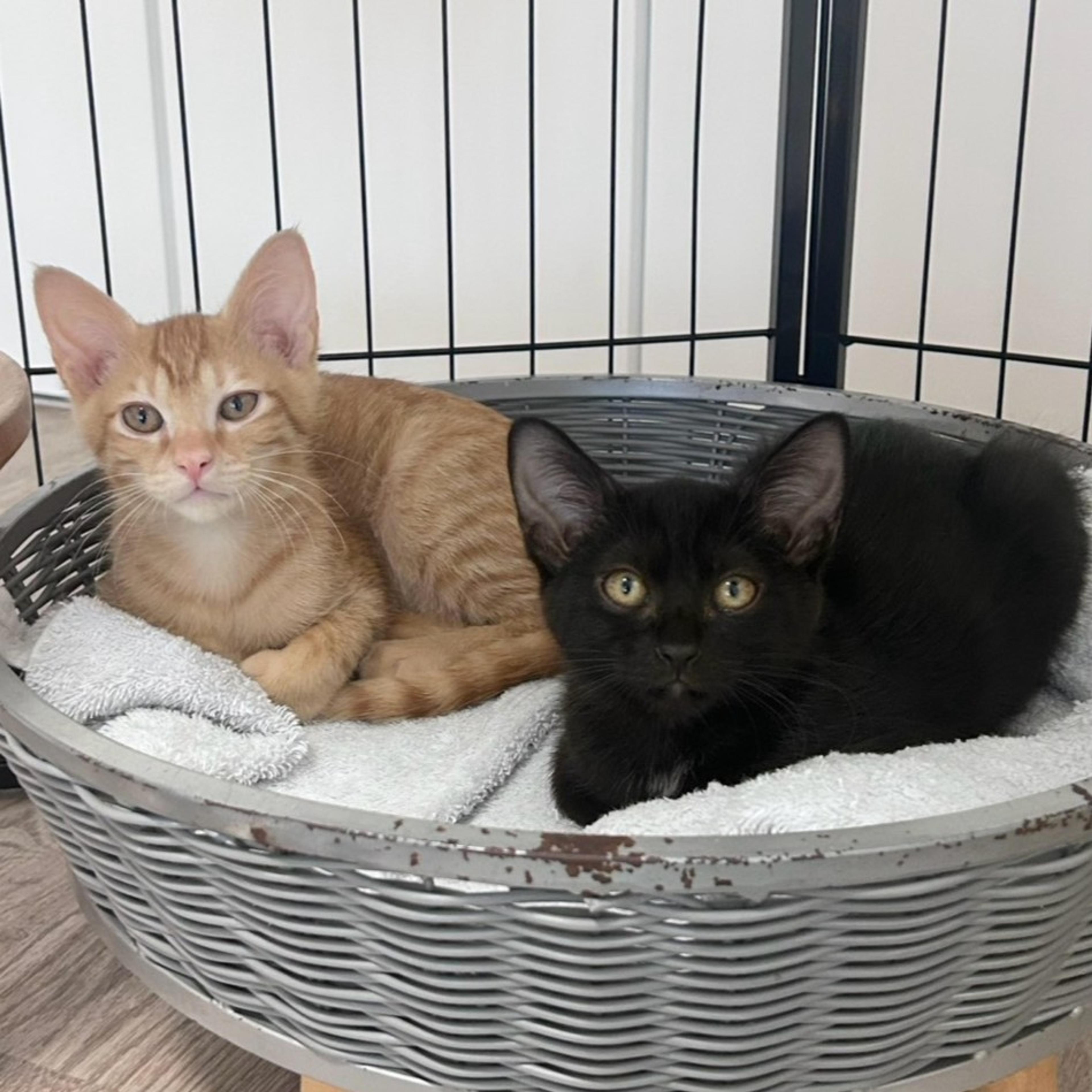 pet-image-7