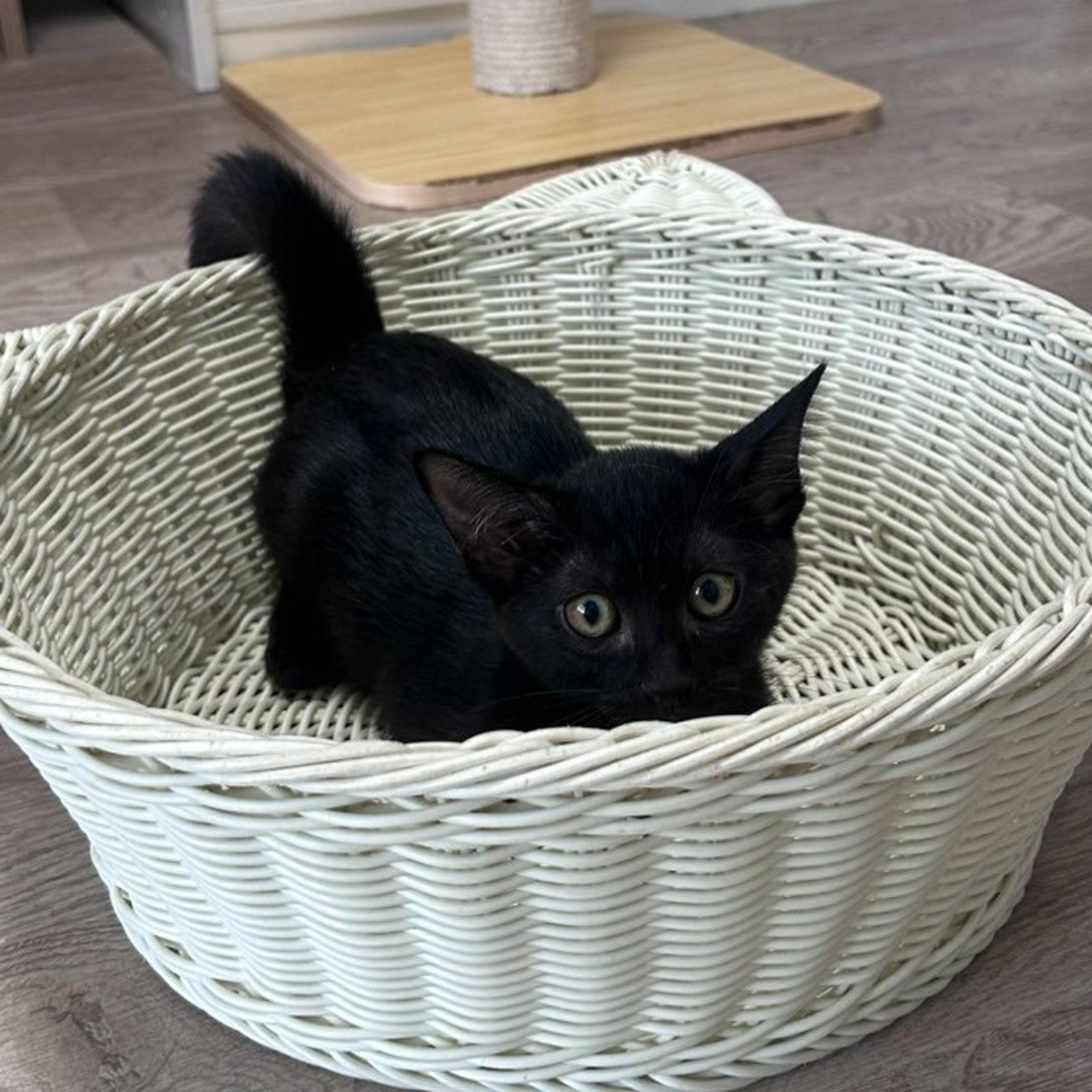 pet-image-4