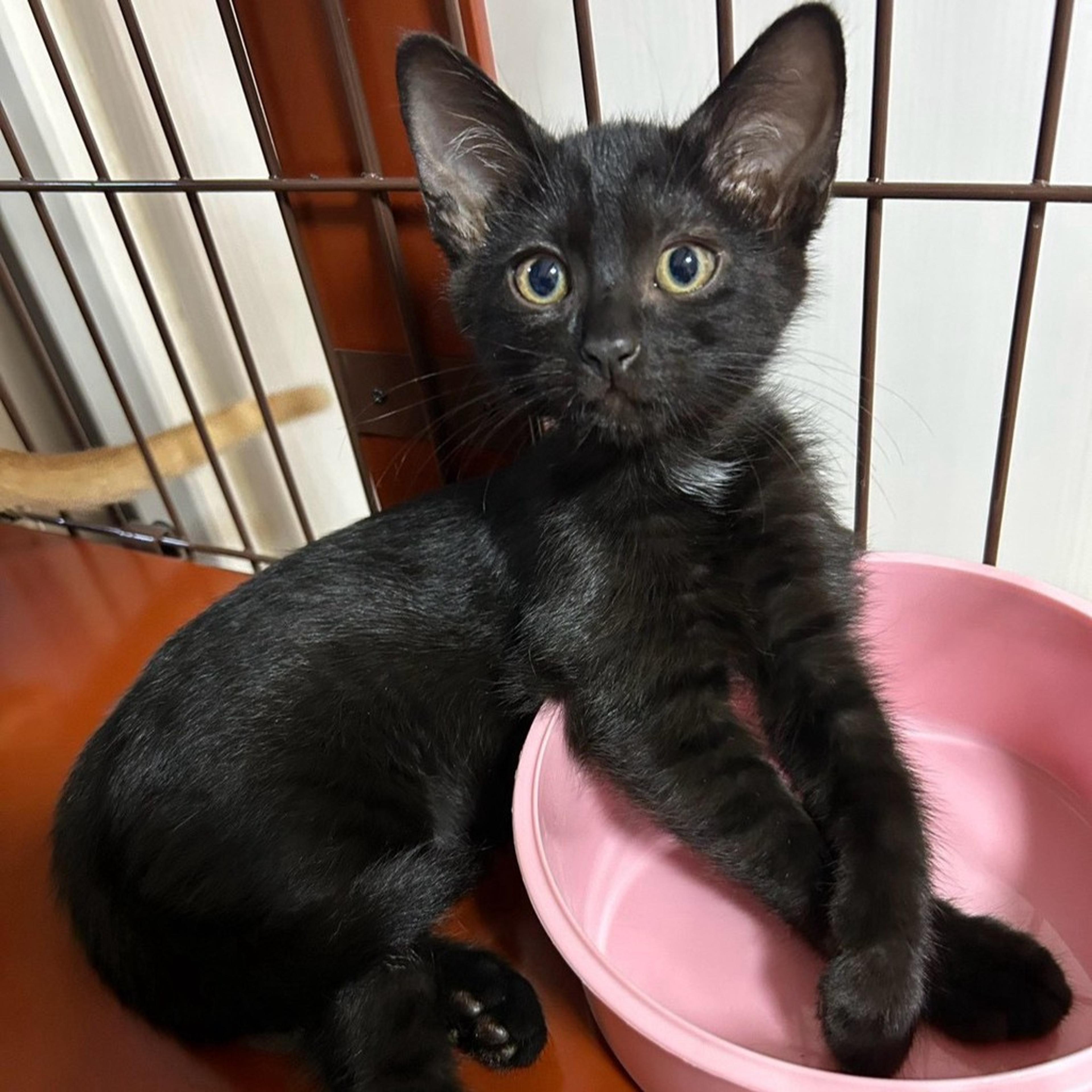 pet-image-7