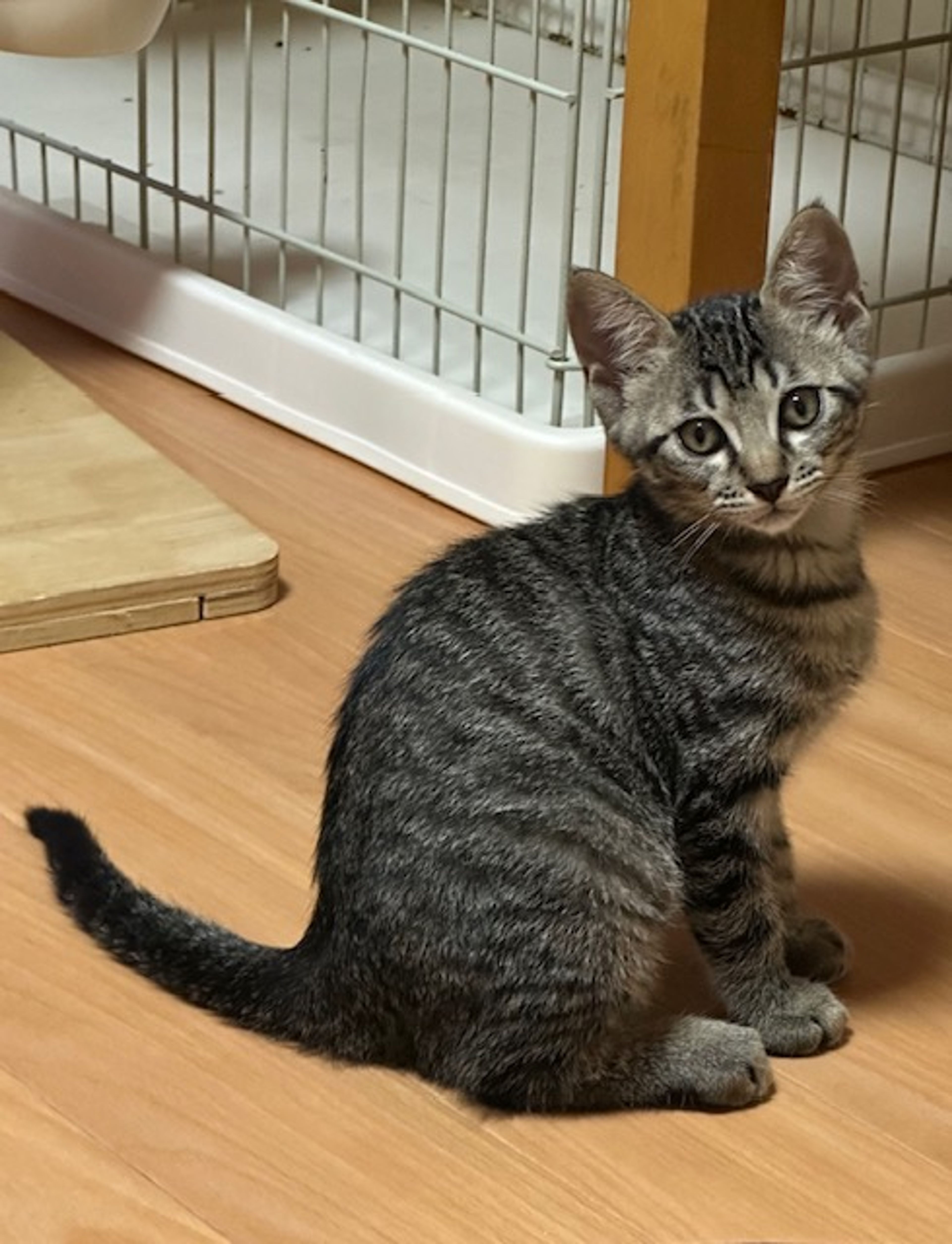 雑種（ミックス猫）・オスの里親募集の写真