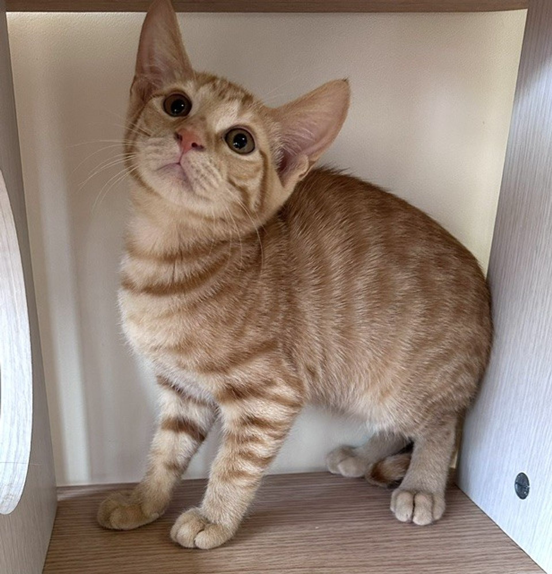 雑種（ミックス猫）・オスの里親募集の写真