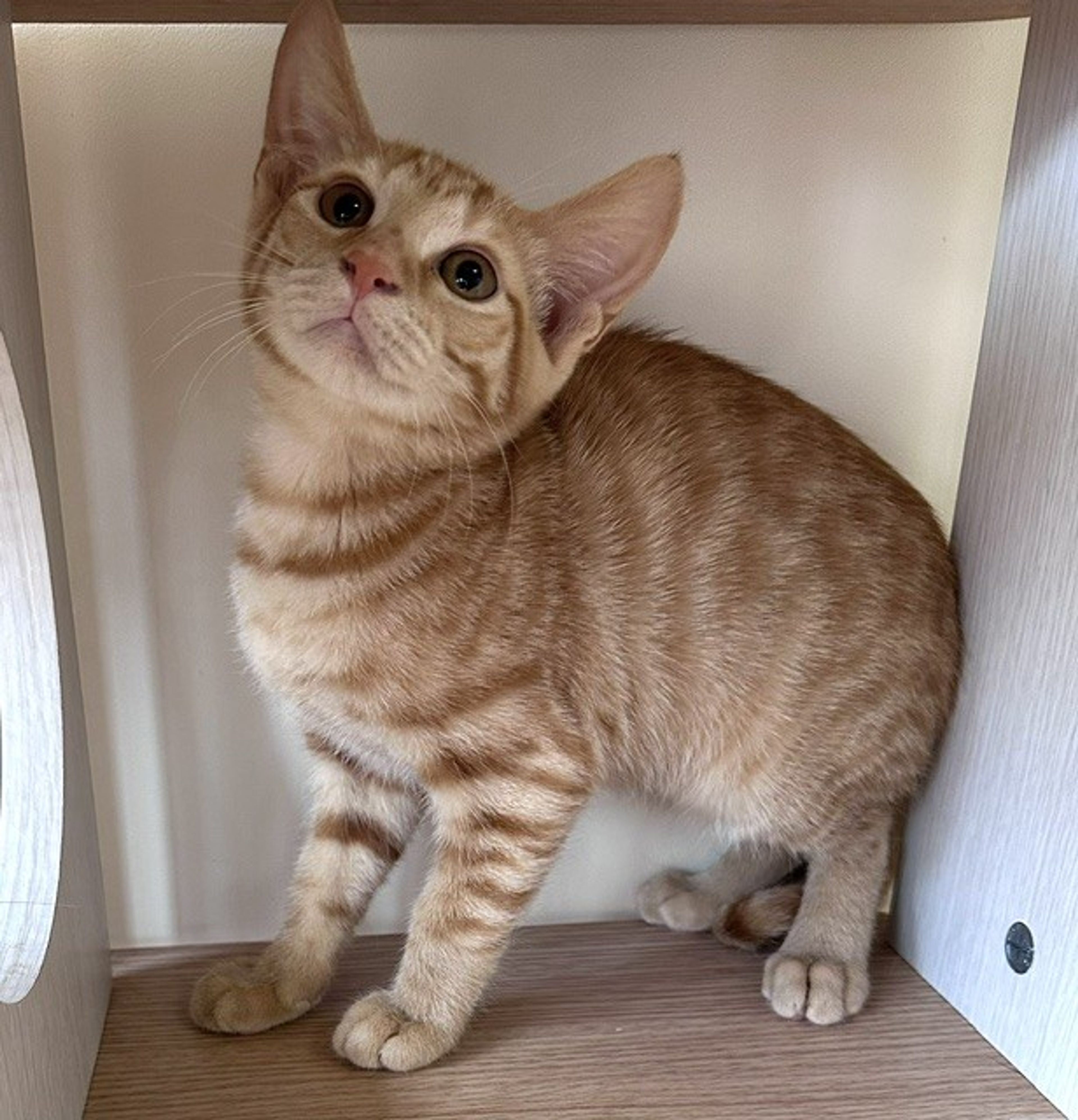 雑種（ミックス猫）・オスの里親募集の写真