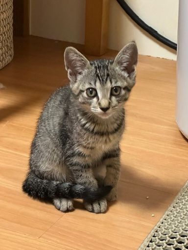 しおちゃんの写真
