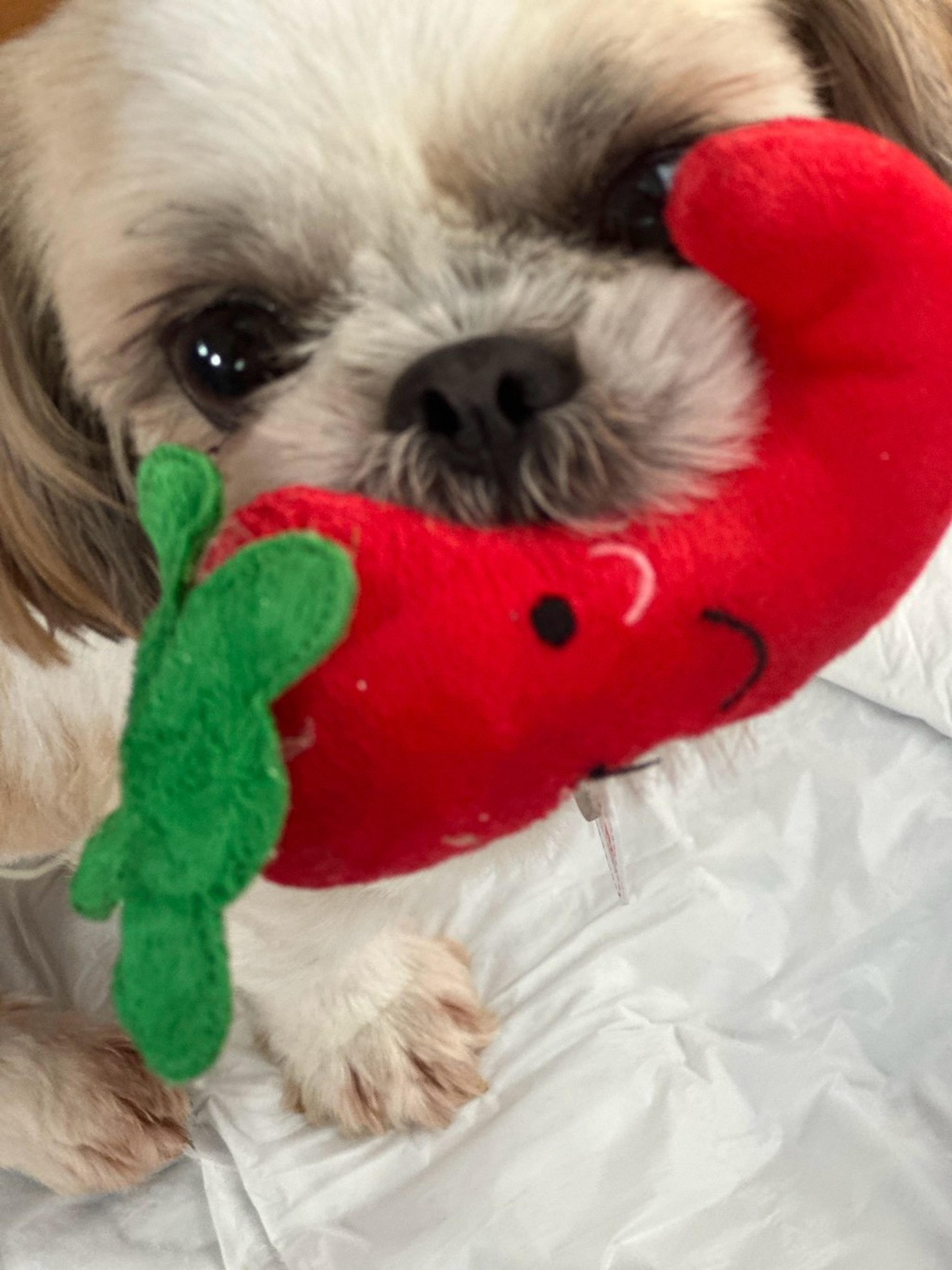 pet-image-4