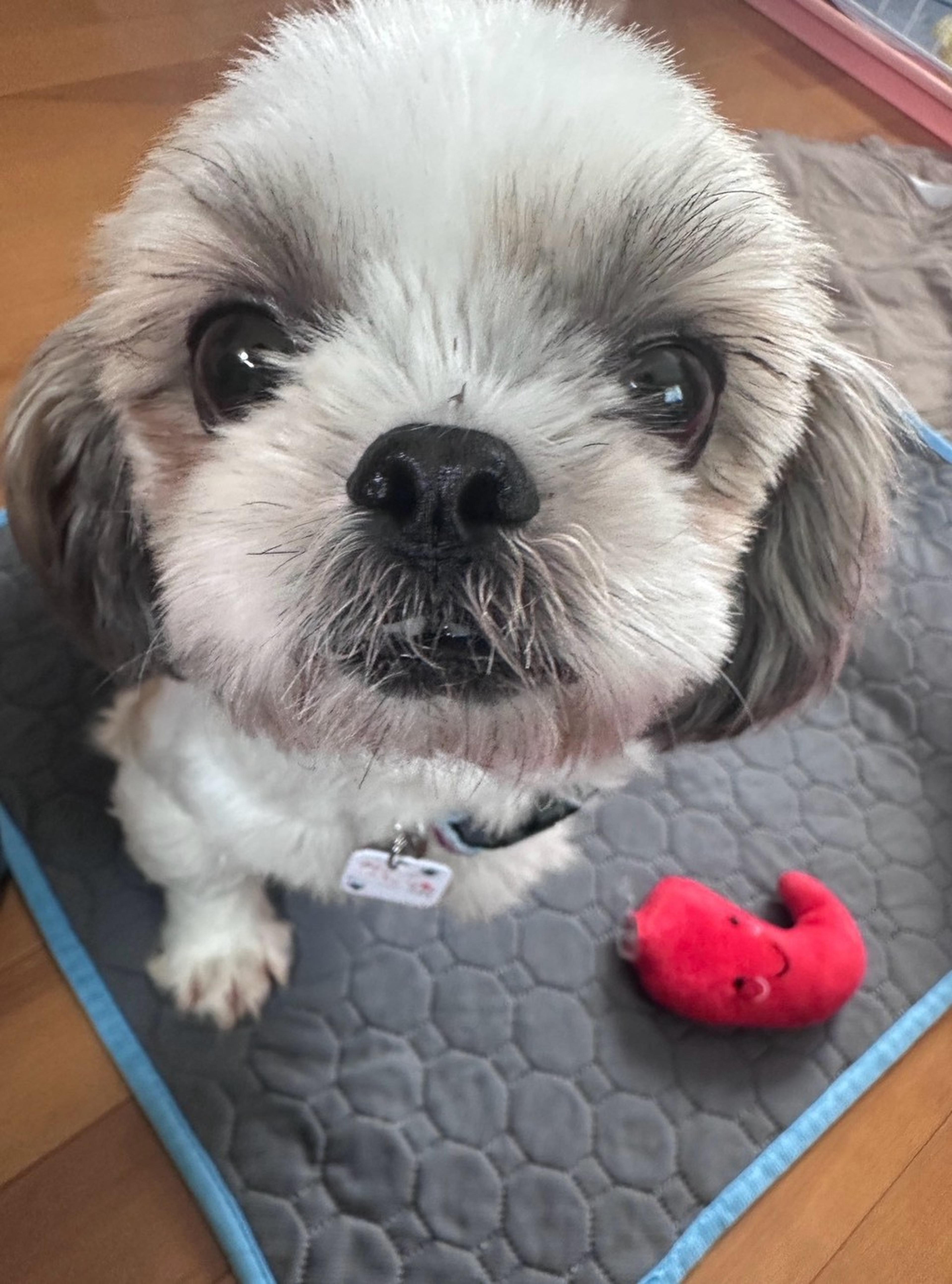 pet-image-6