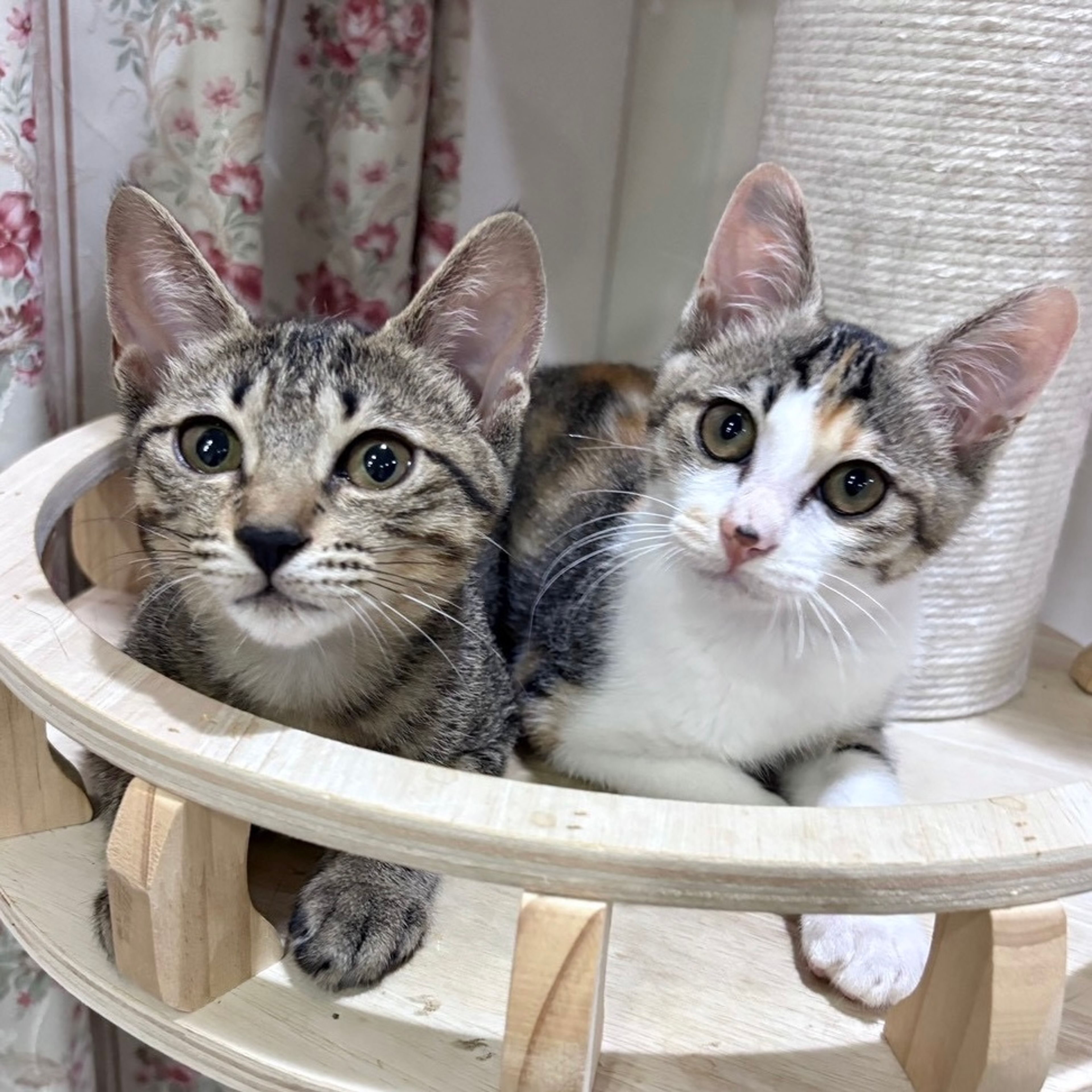 雑種（ミックス猫）・メスの里親募集の写真