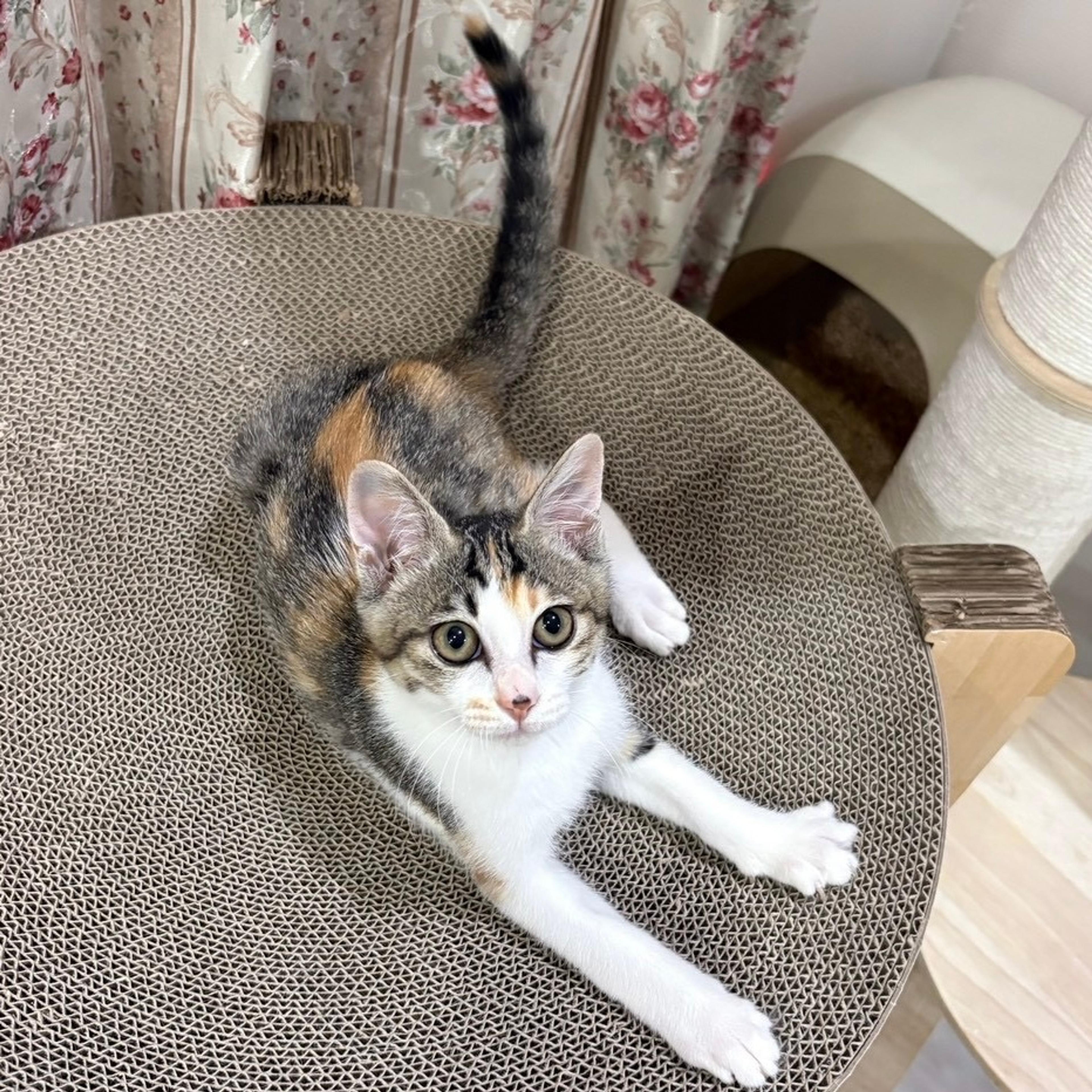 pet-image-4