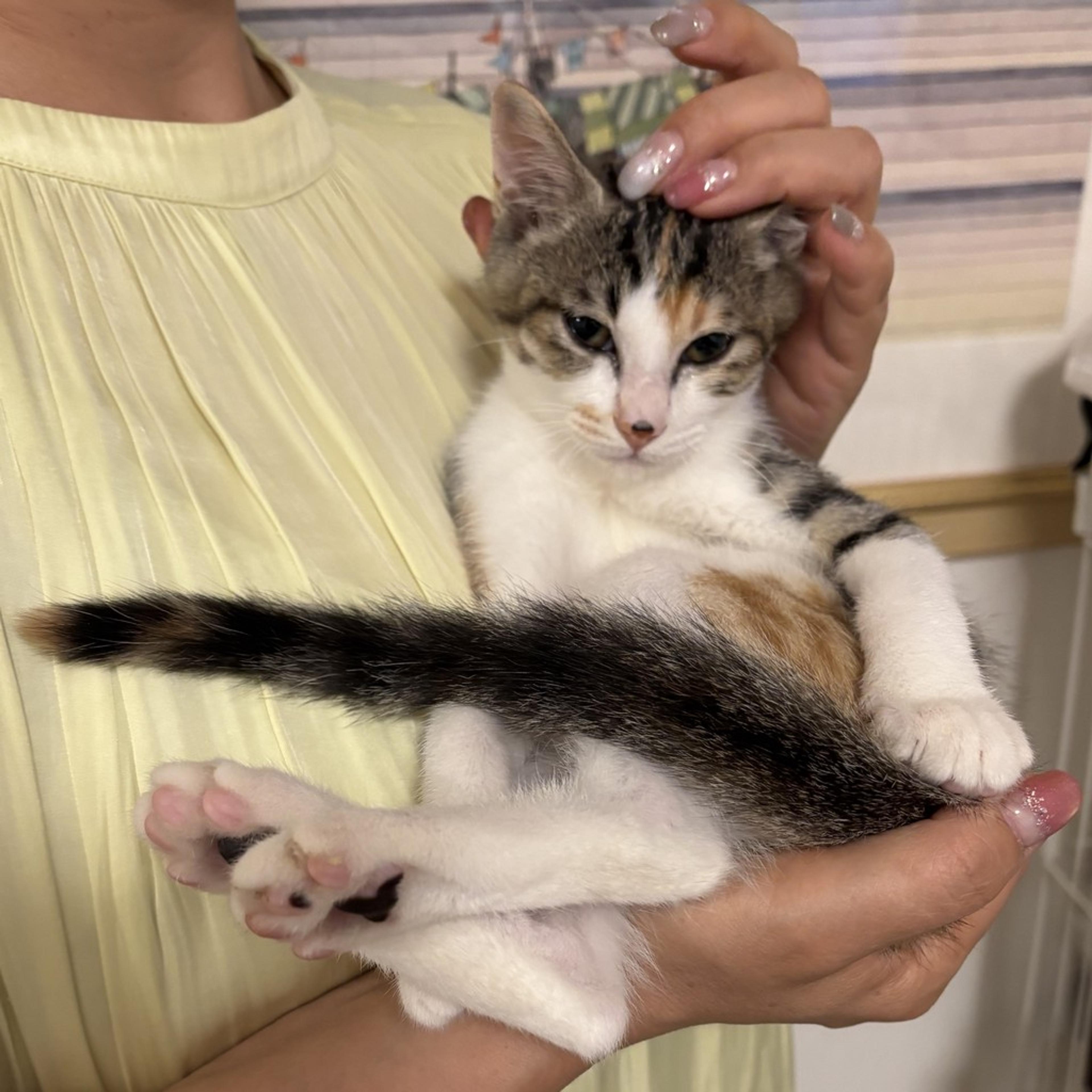 pet-image-5