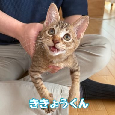 ききょうの写真