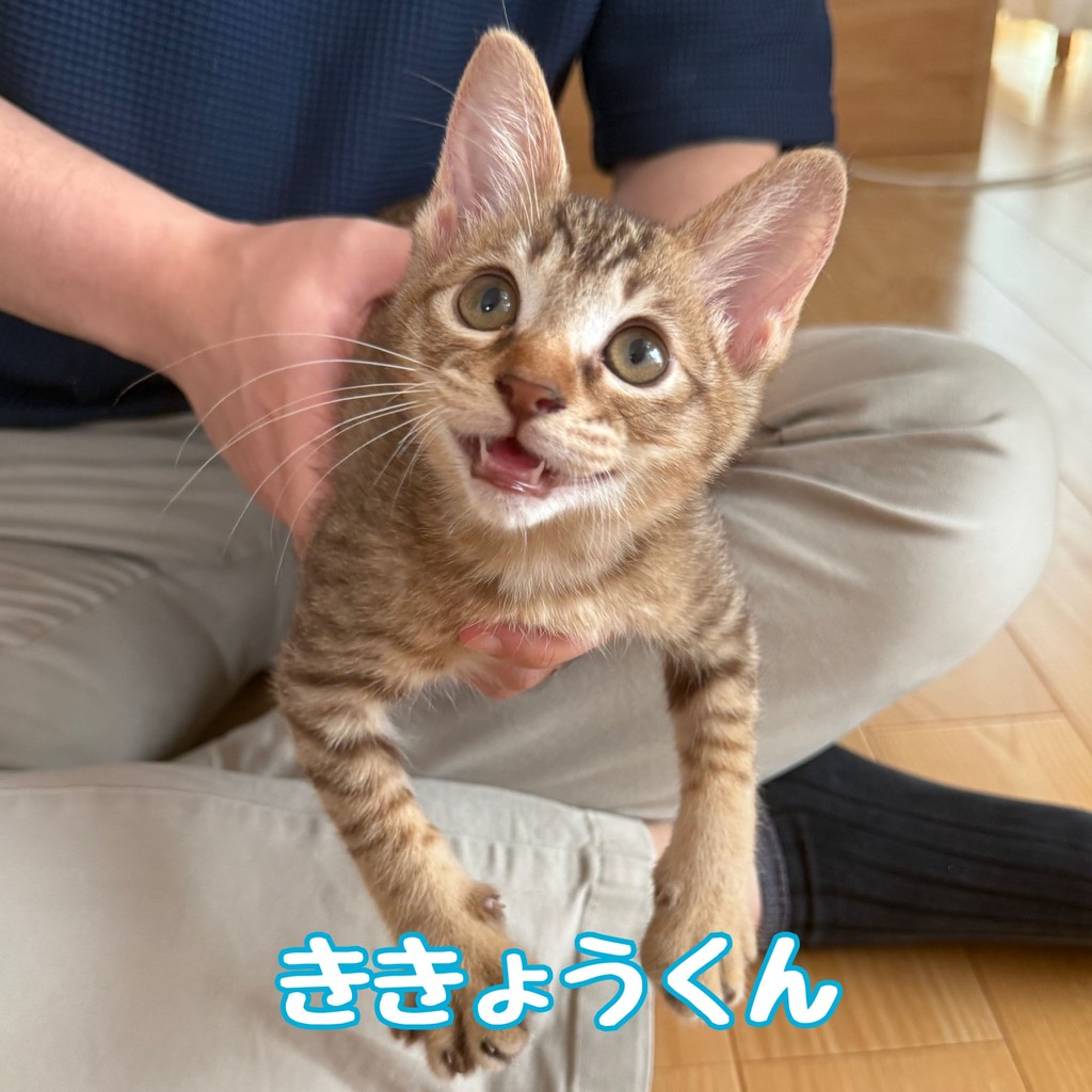 雑種（ミックス猫）・オスの里親募集の写真