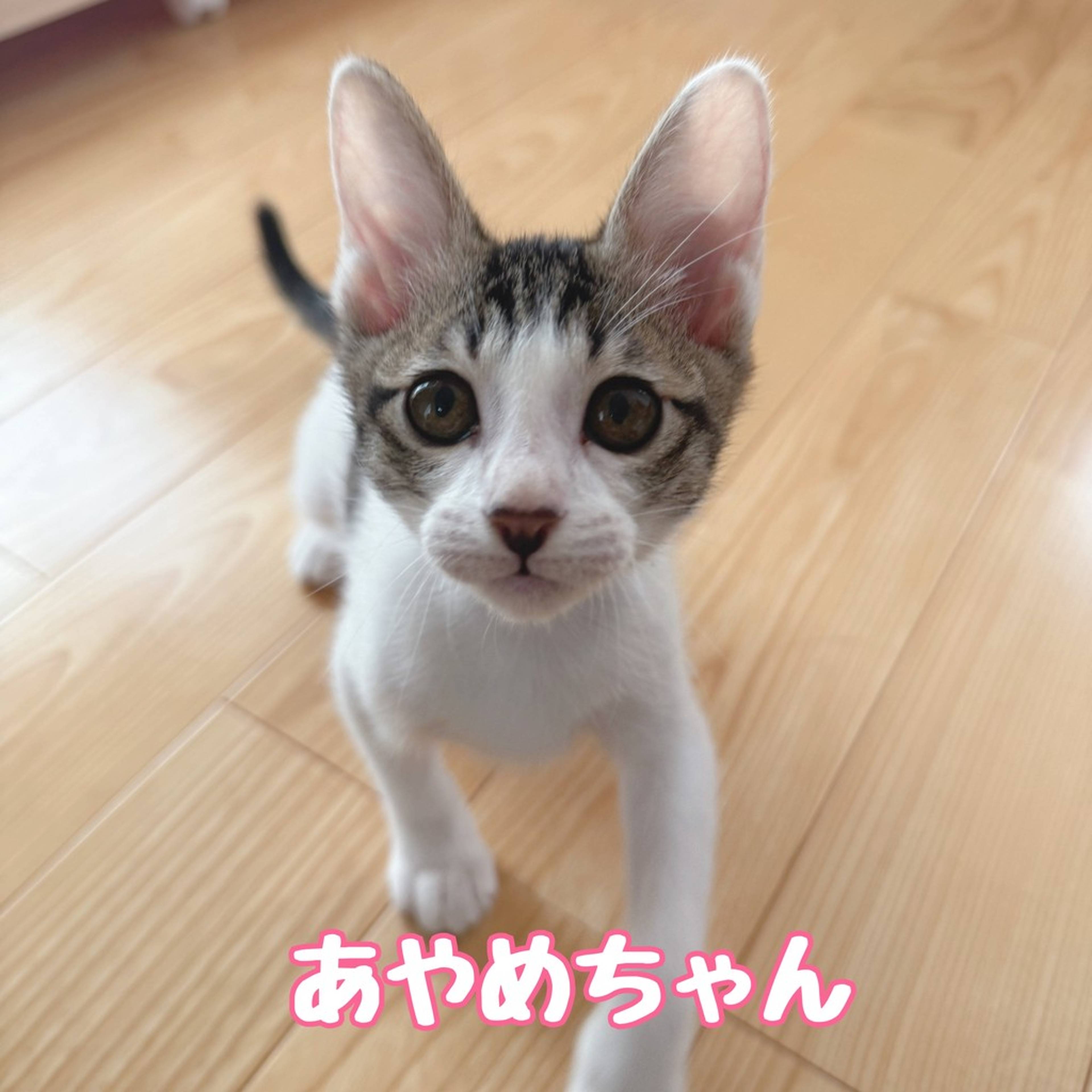 雑種（ミックス猫）・メスの里親募集の写真