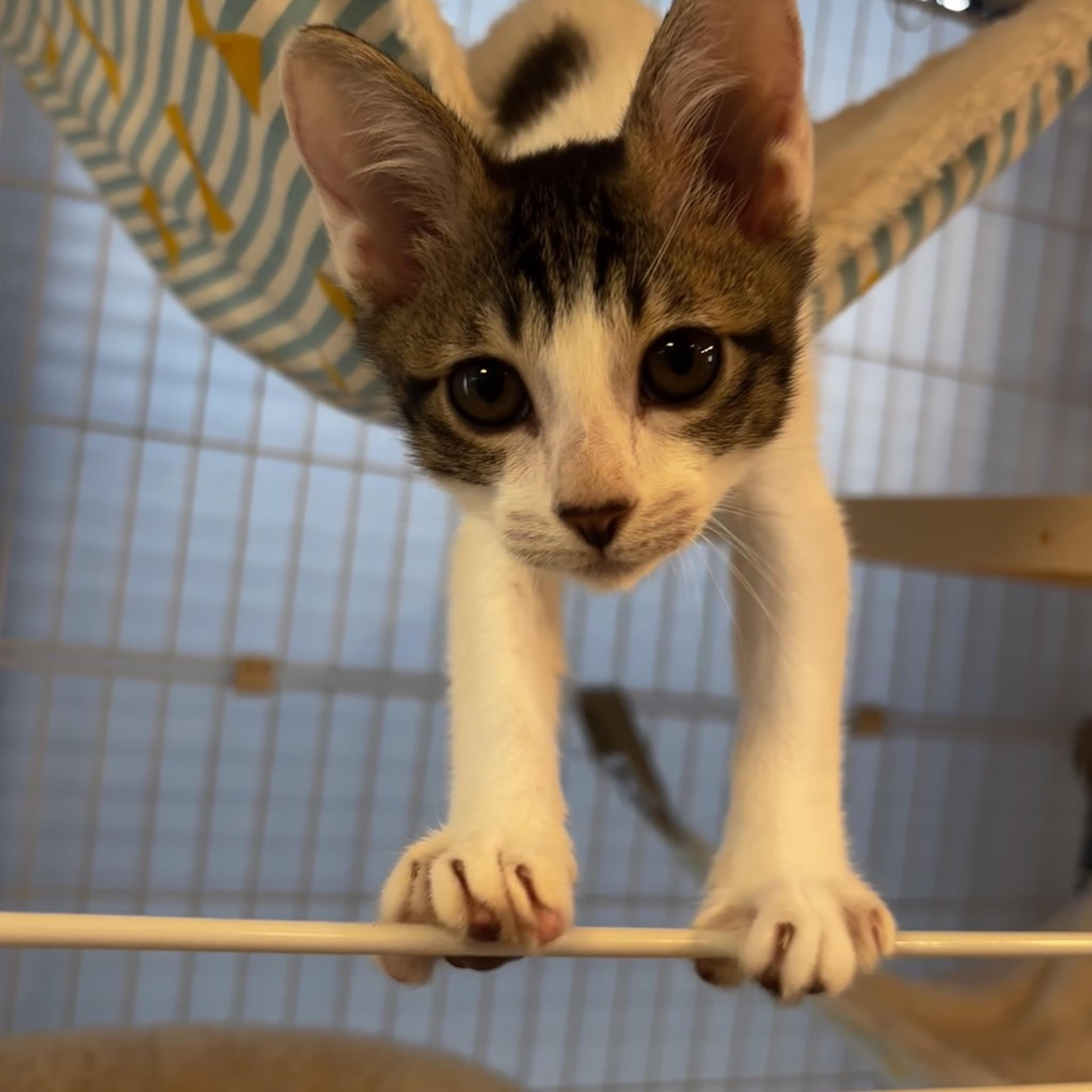 pet-image-2