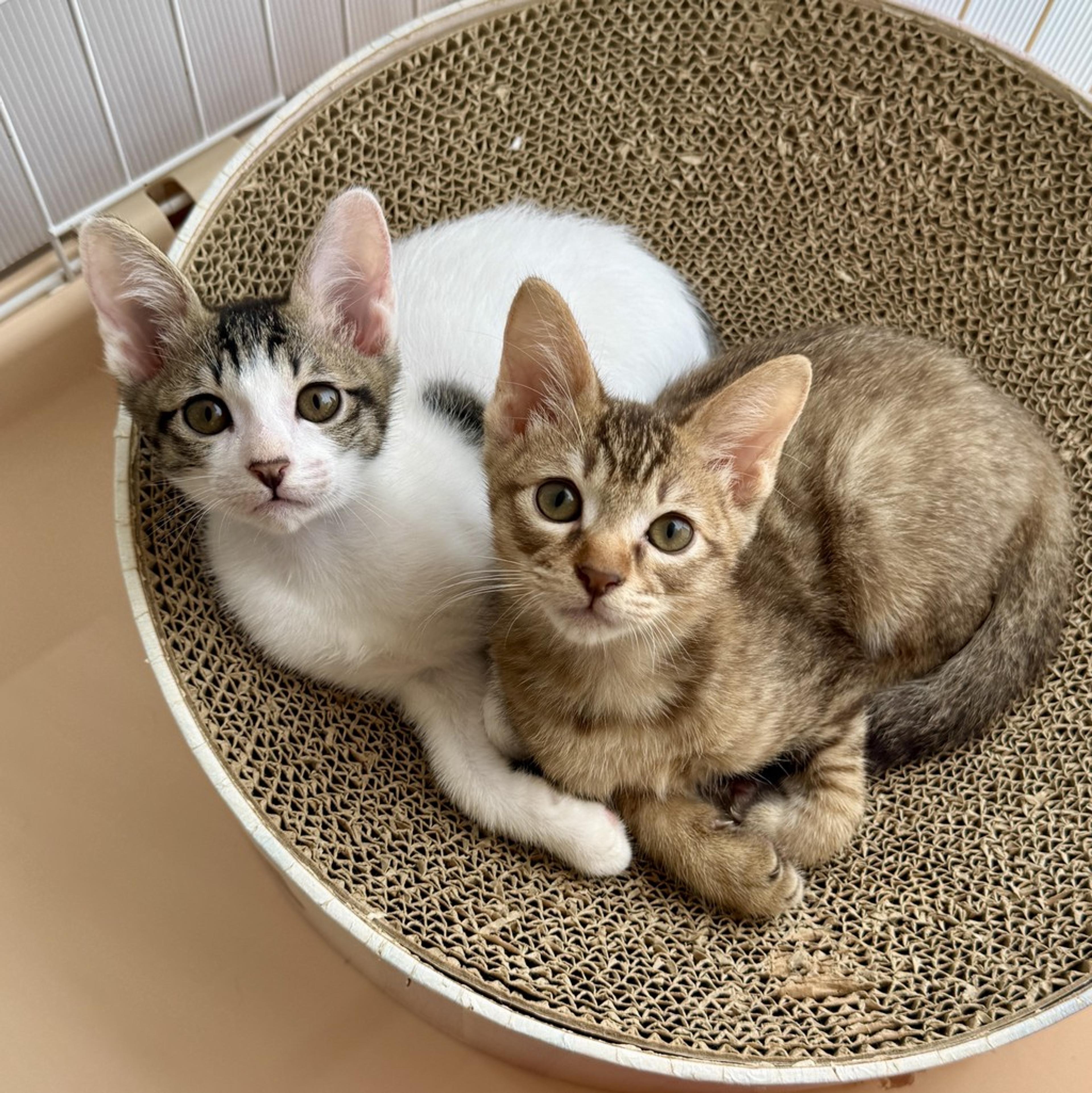 pet-image-3
