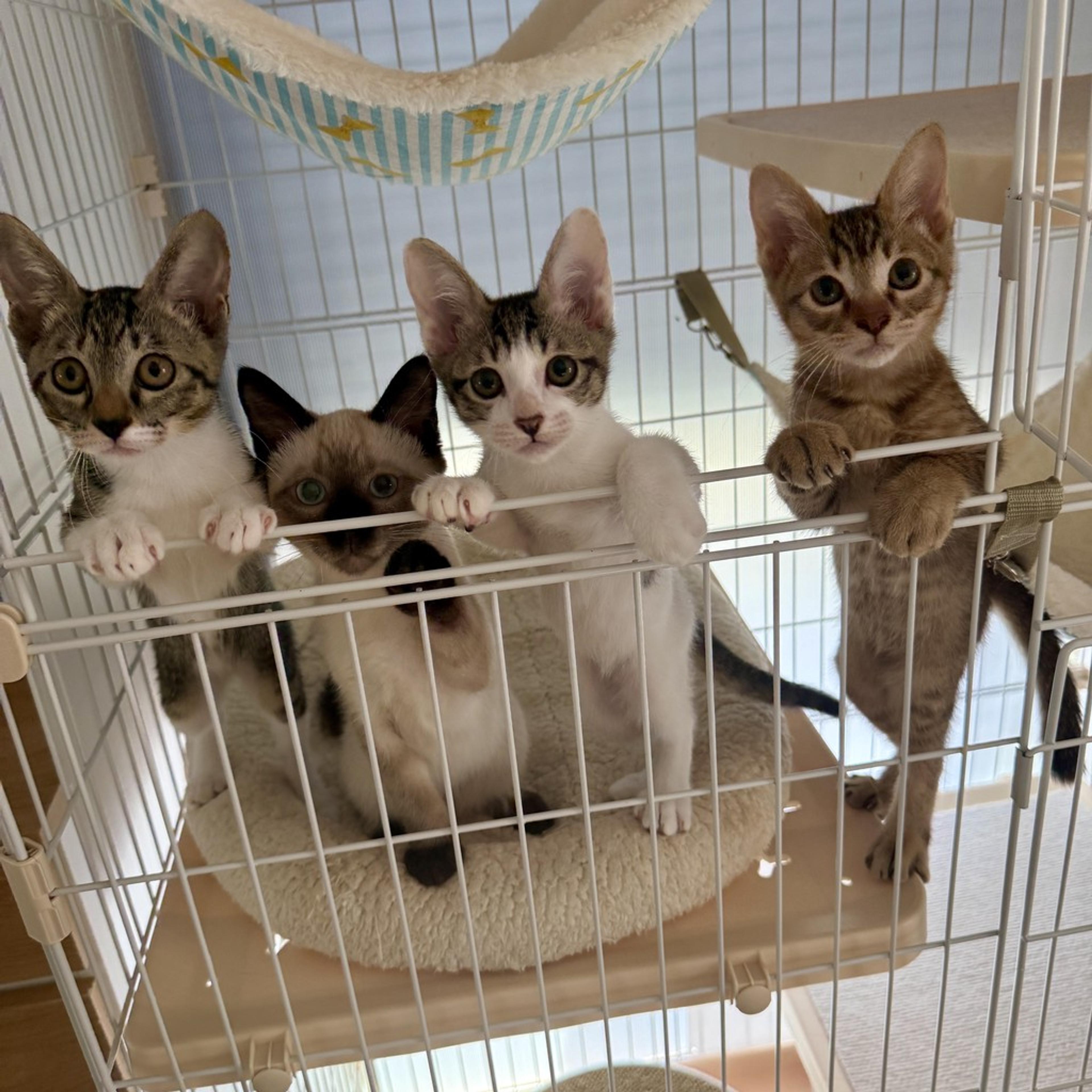 pet-image-4